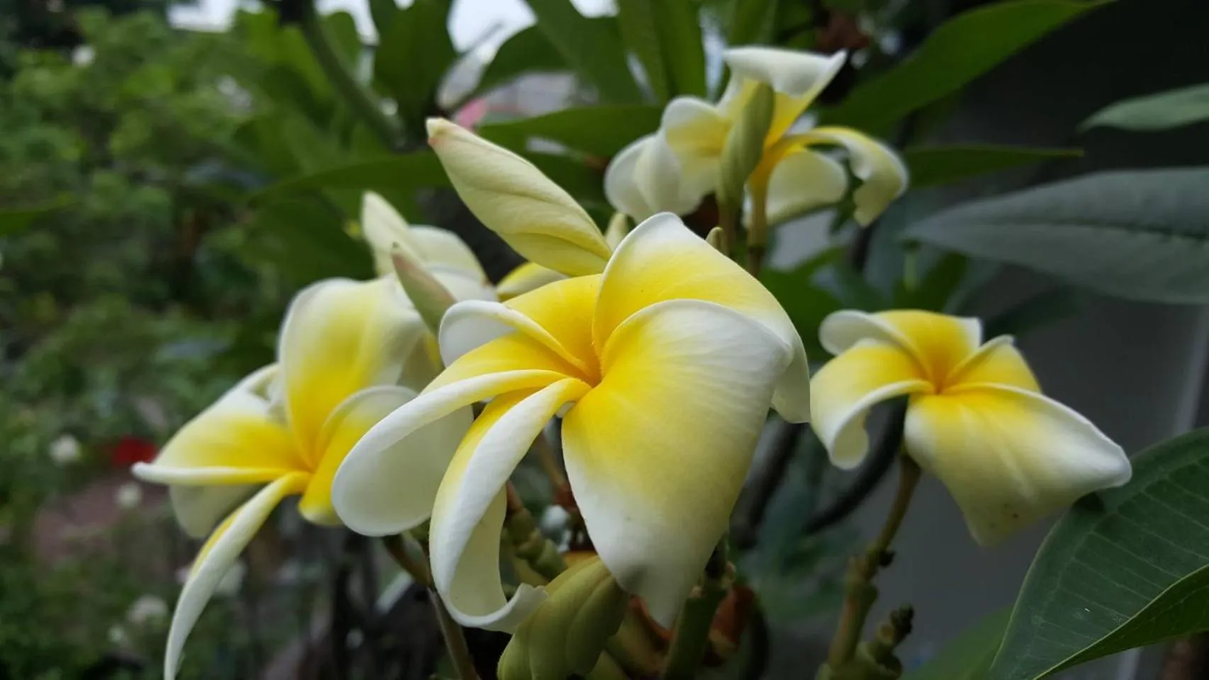 Balcony/Terrace in Aunt & Uncle's House