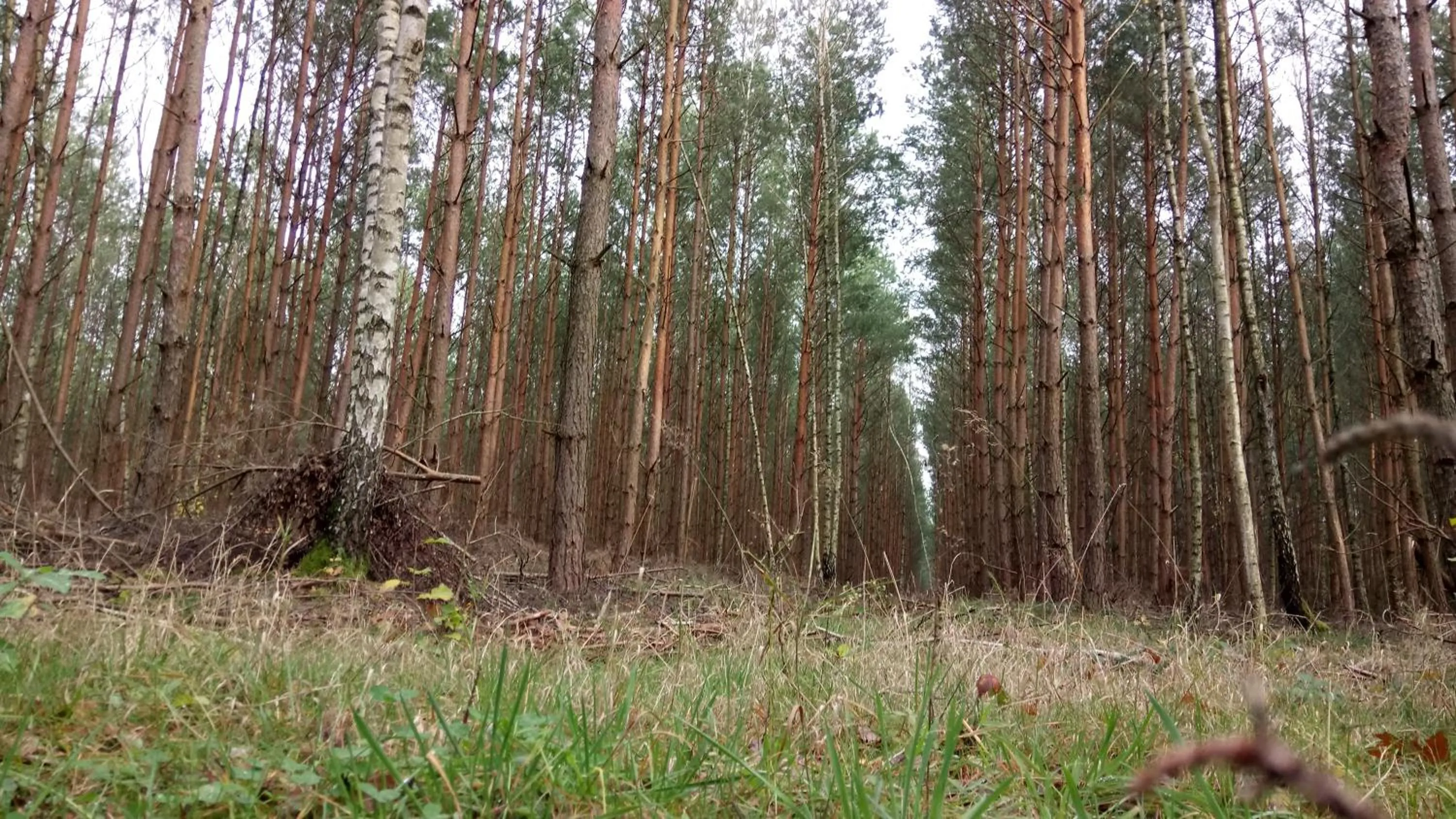 Natural landscape in Landhotel Krausnick