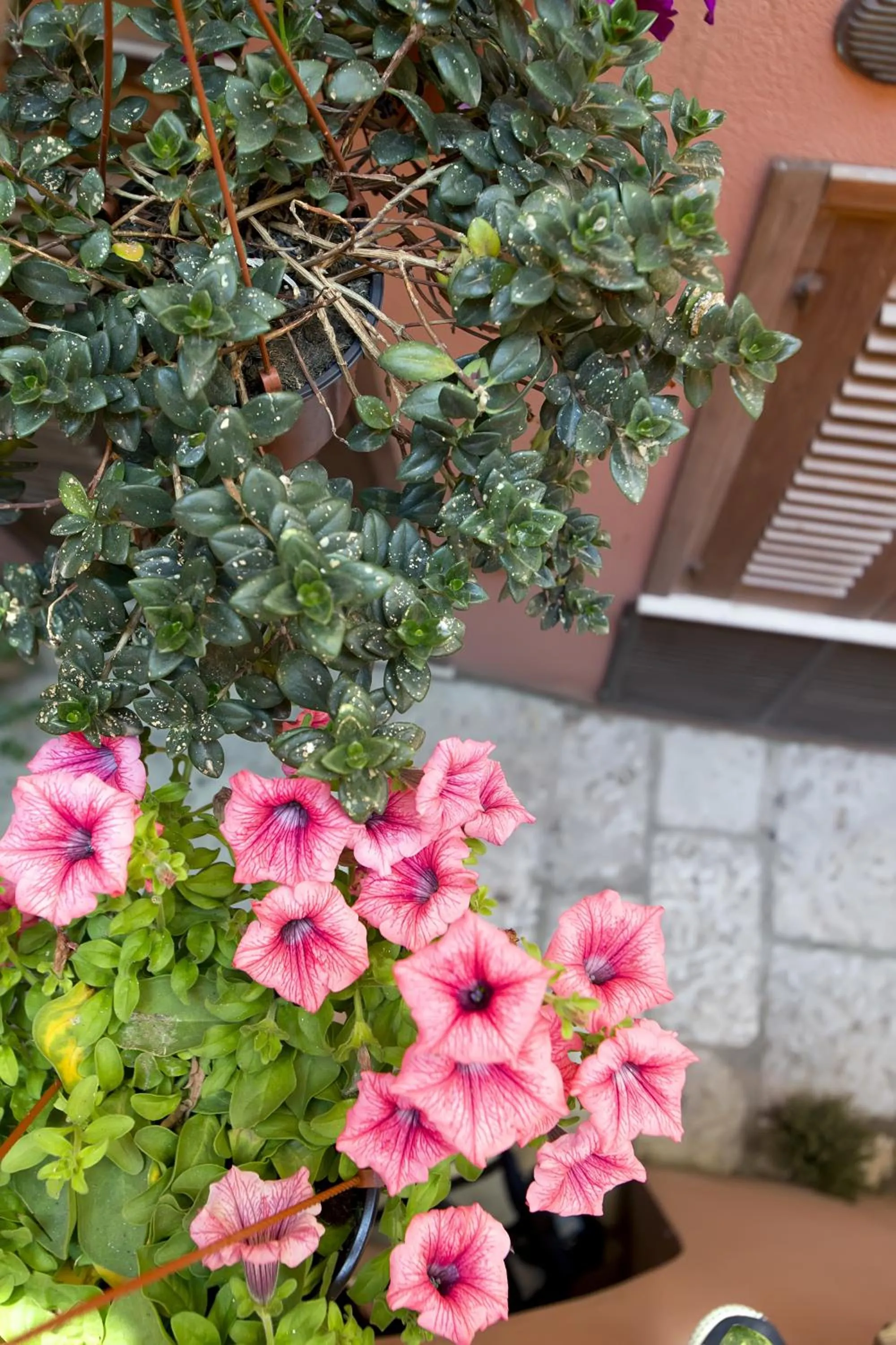Bird's eye view in Il Cortile Fiorito