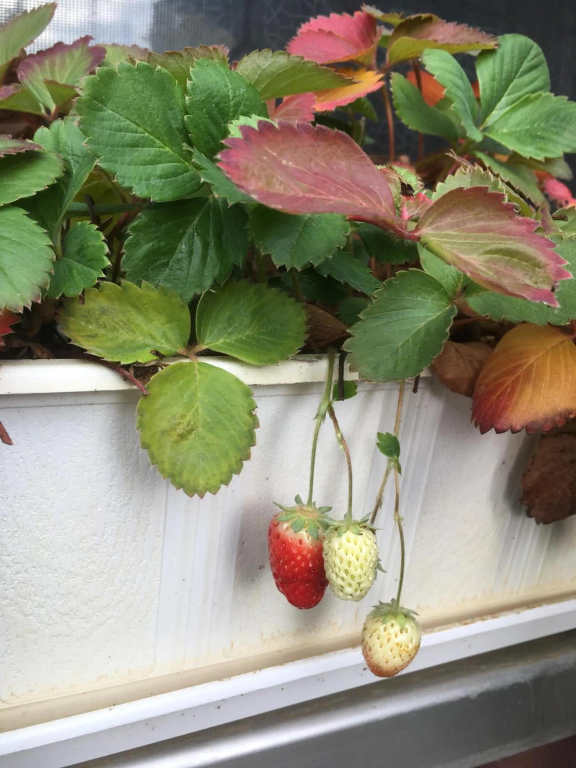 Food and drinks in Hotel-Pension Lydia