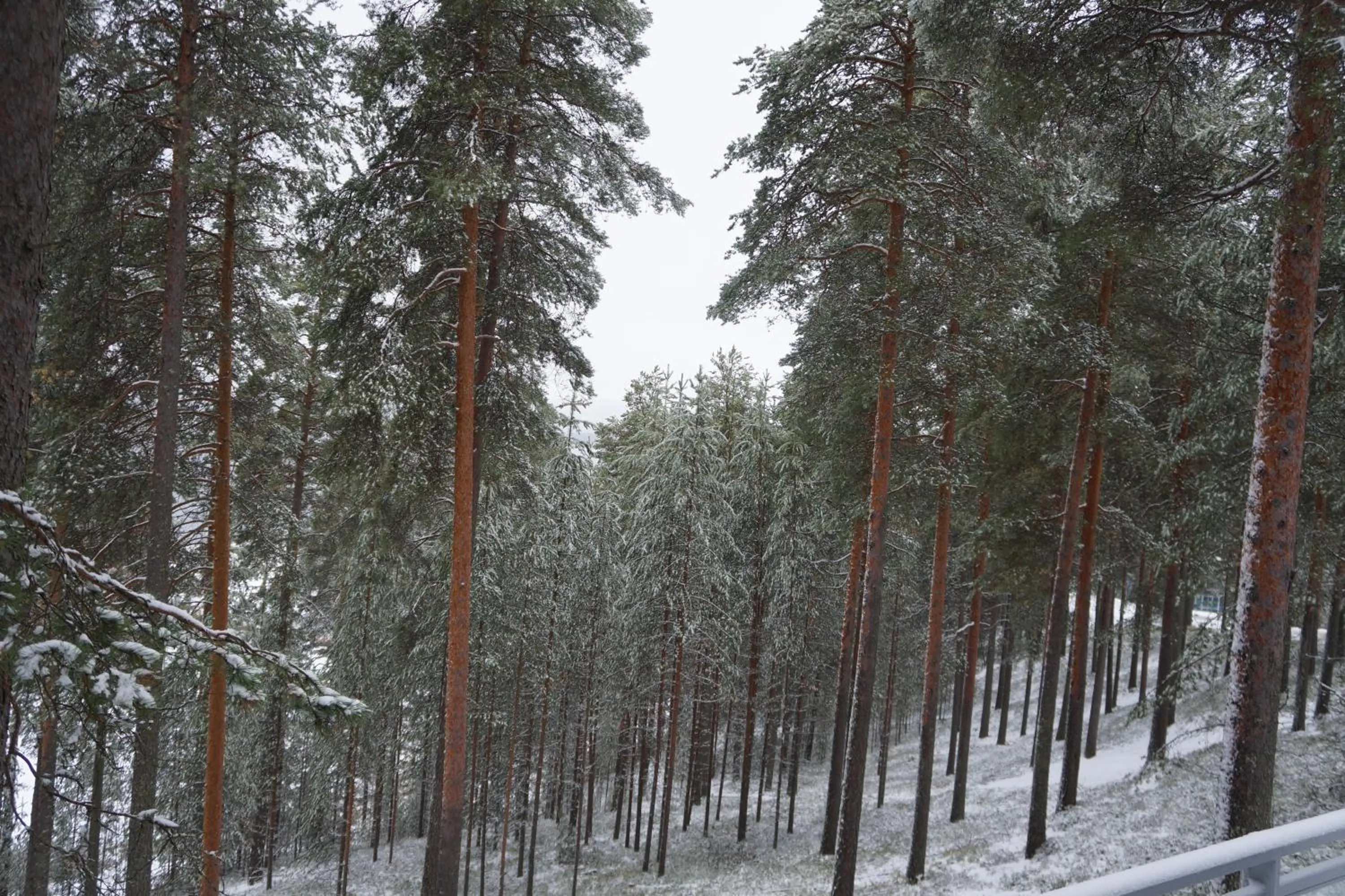 Natural landscape in Hotel Tulikettu