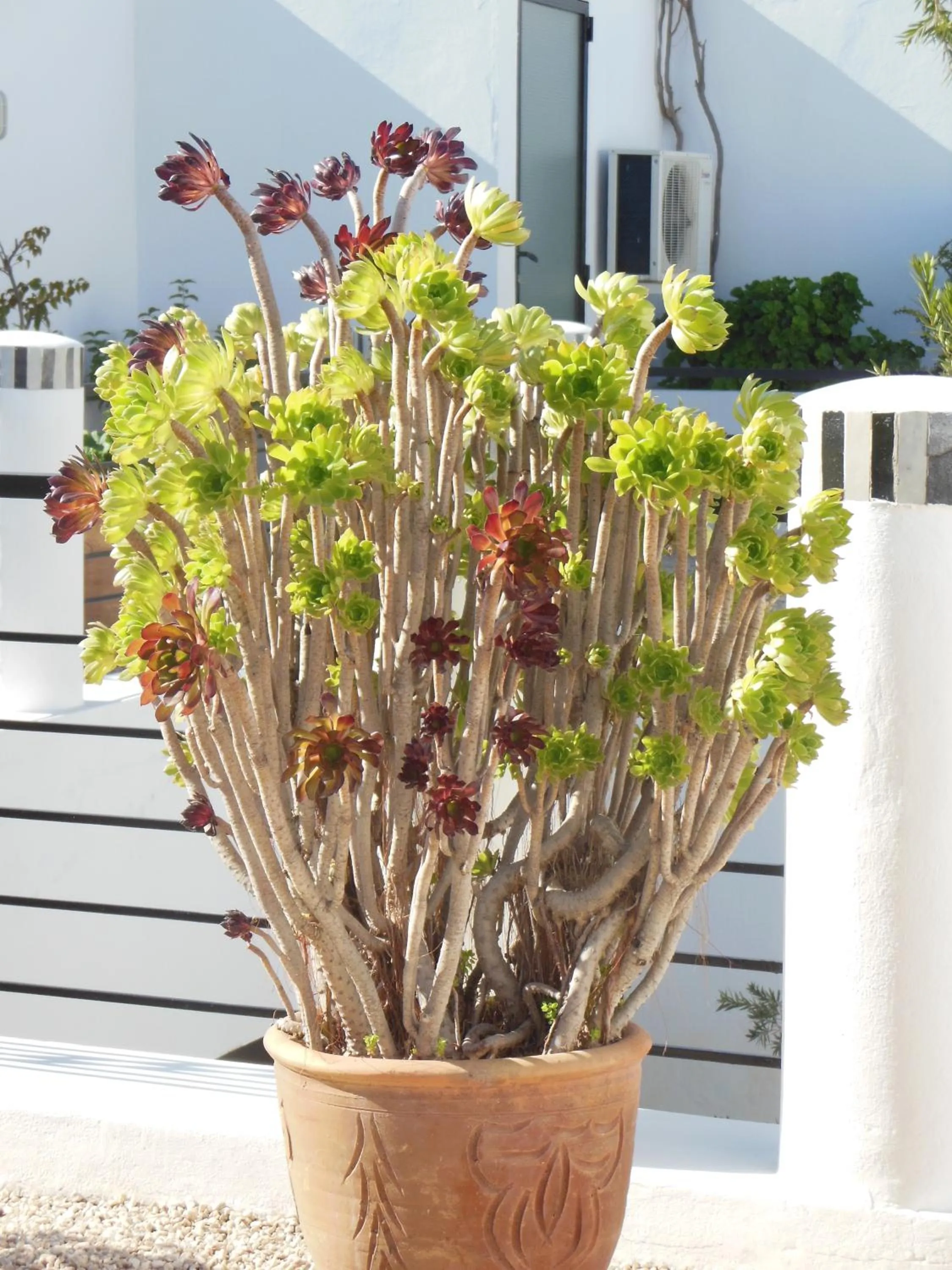 View (from property/room) in Riad Tchina