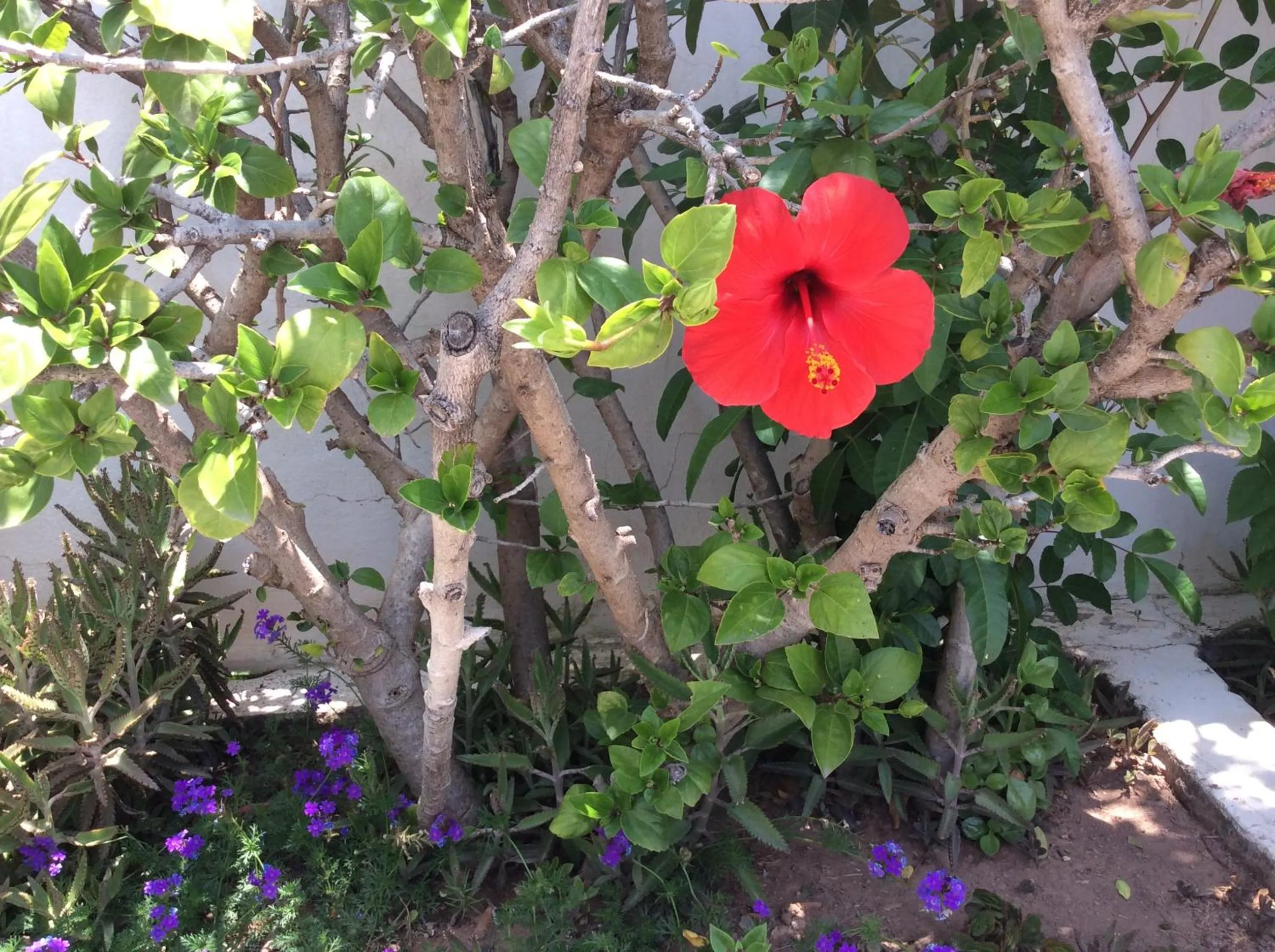 Balcony/Terrace in Riad Tchina