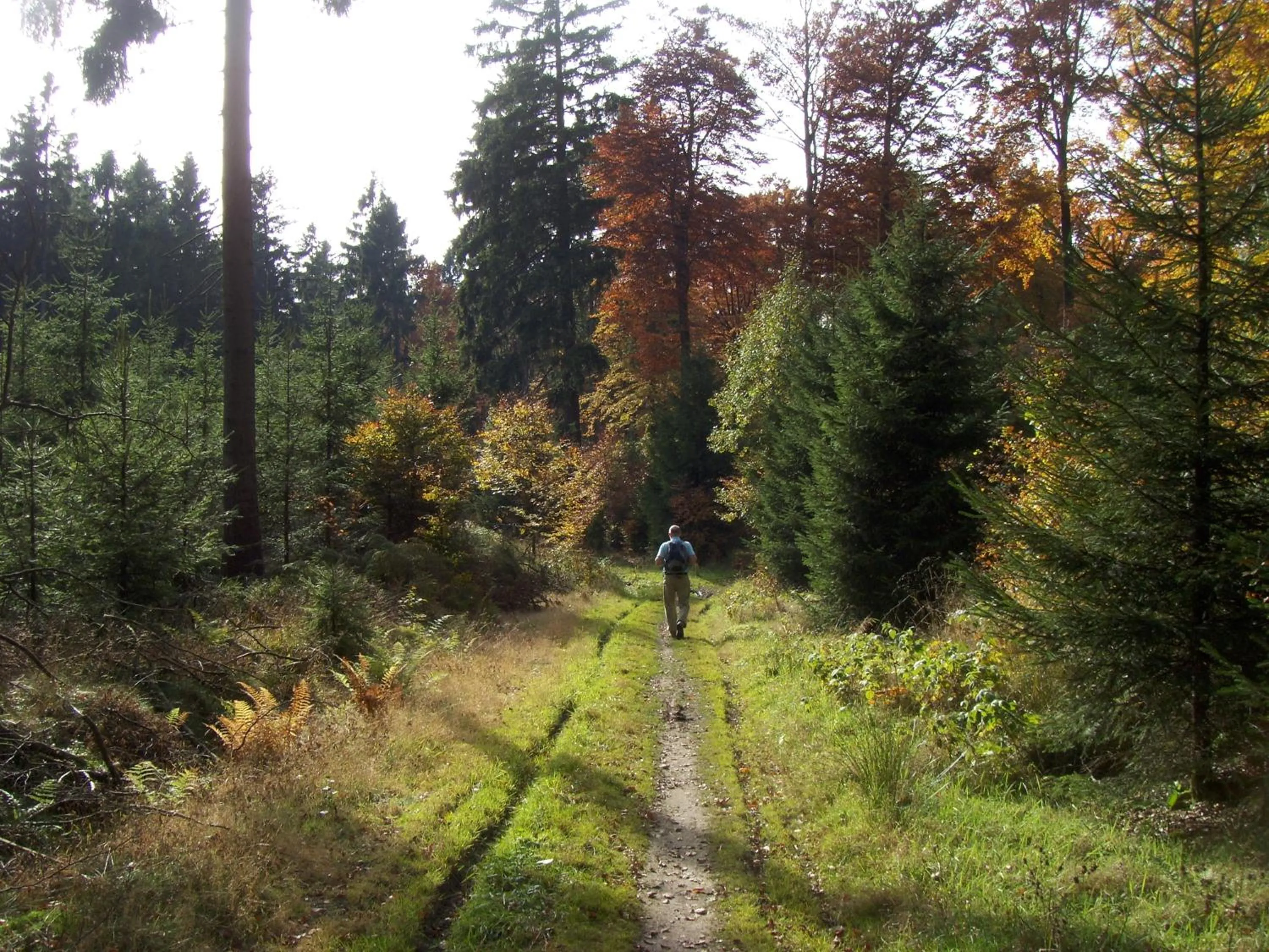 Hiking in Hotel & Gasthof Hubertushöhe - Ihr Hotel für Urlaub mit Hund