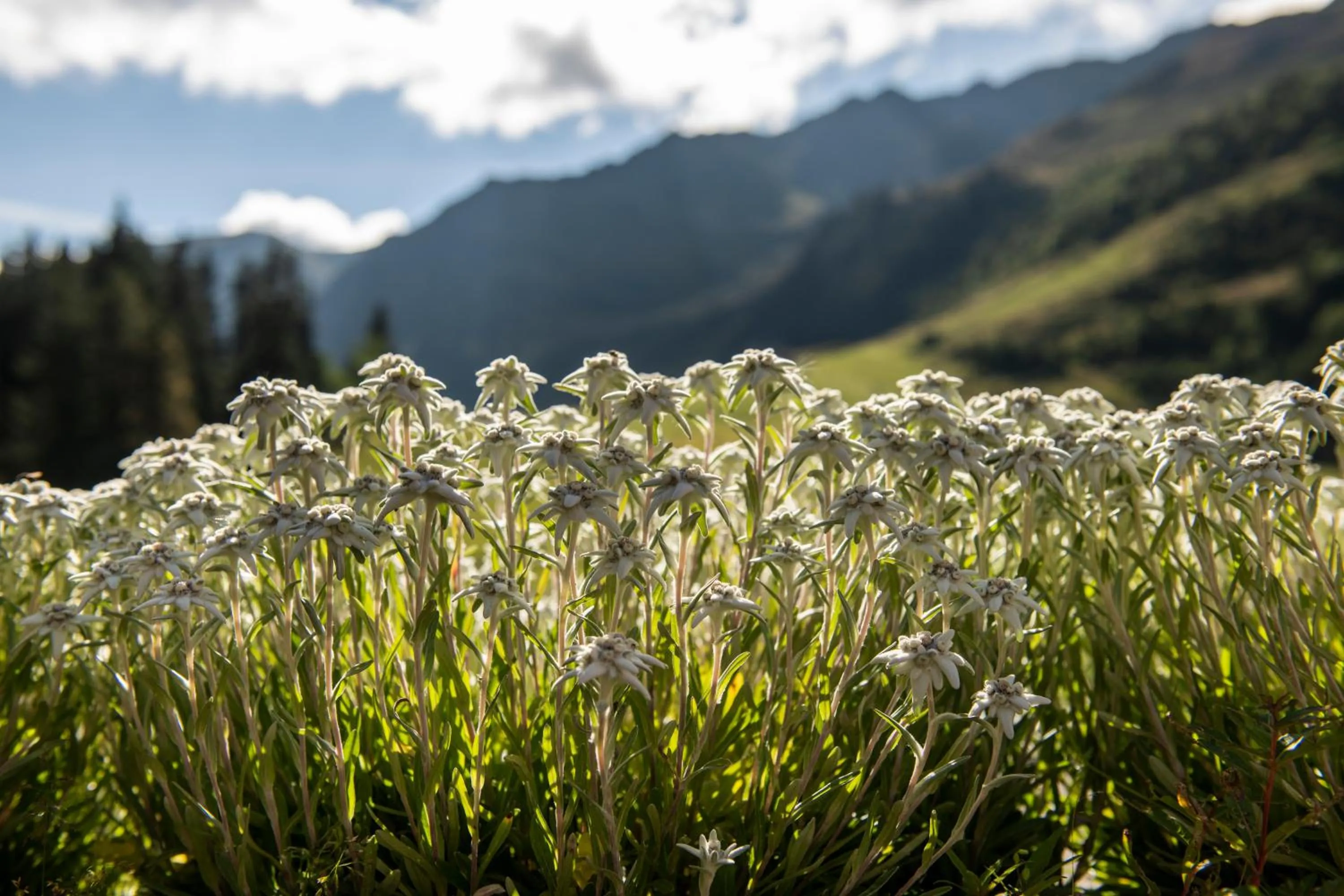Hiking in Berghotel Hochfügen