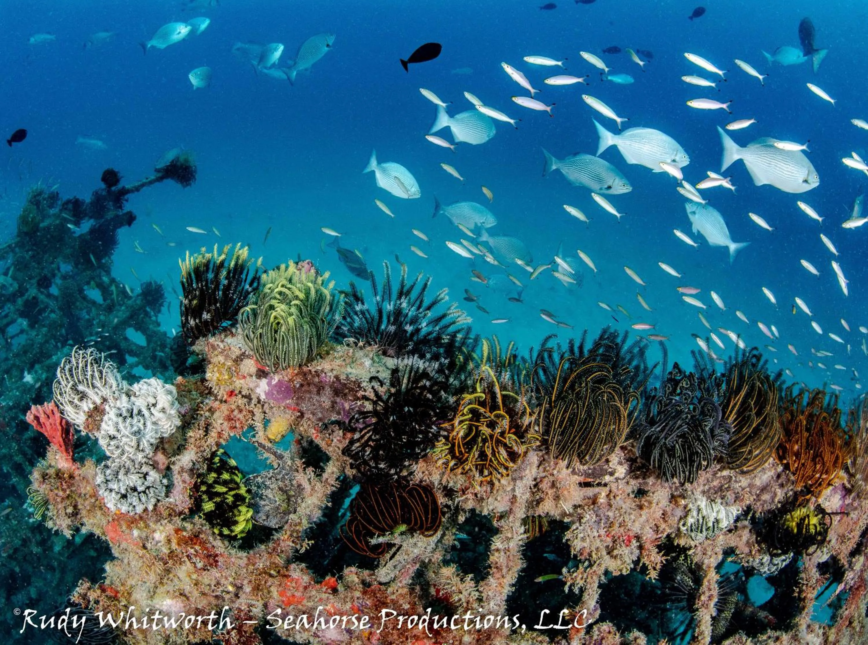 Borneo Divers Mabul Resort