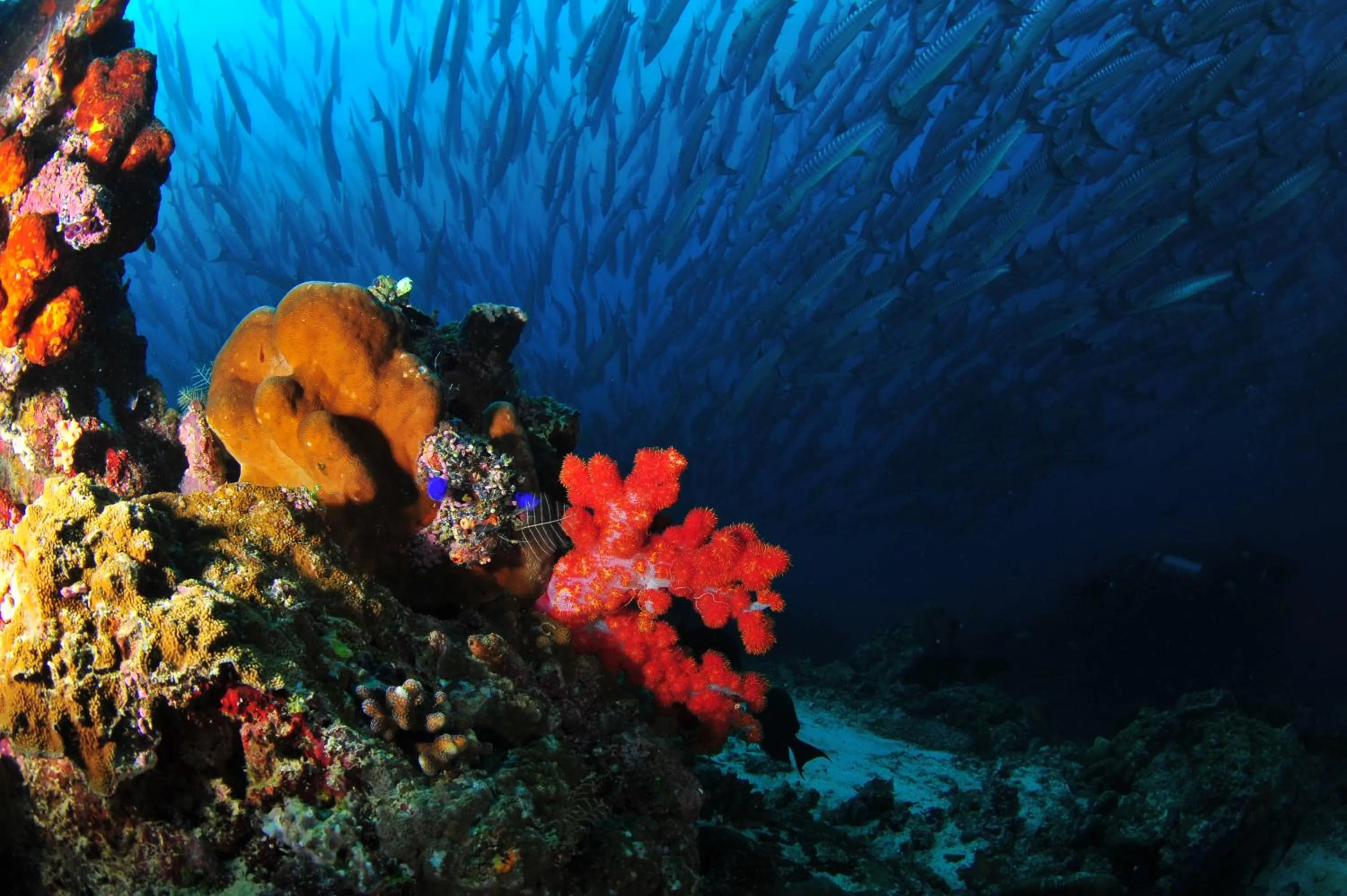 Borneo Divers Mabul Resort