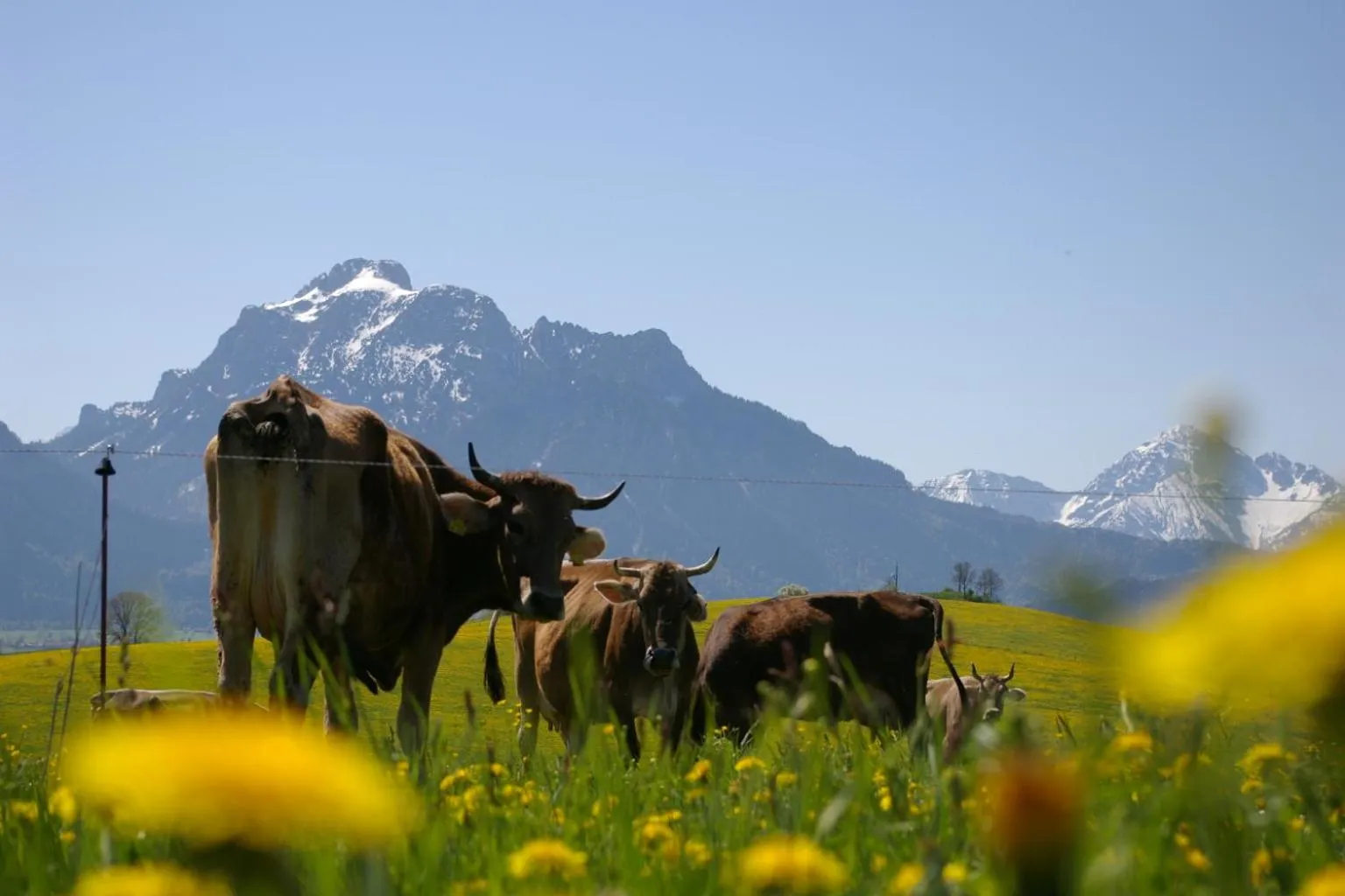 Natural landscape in Landhotel Schwarzenbach - Wellness & Spa