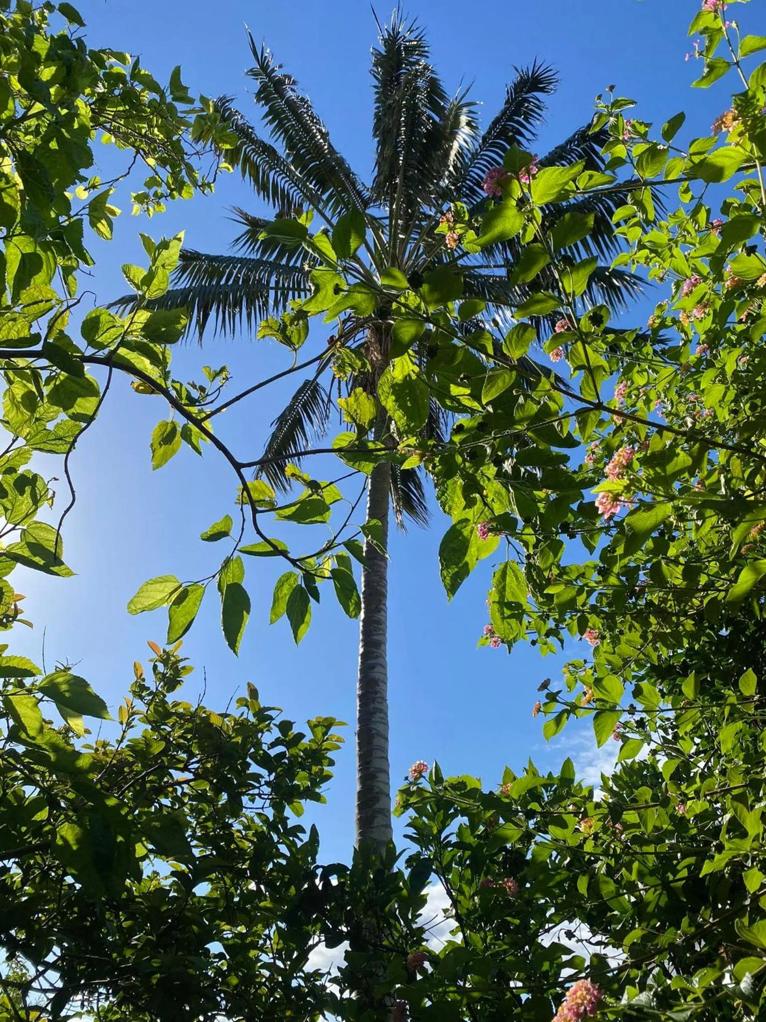 Garden in Apartamentos Turisticos Verdemar