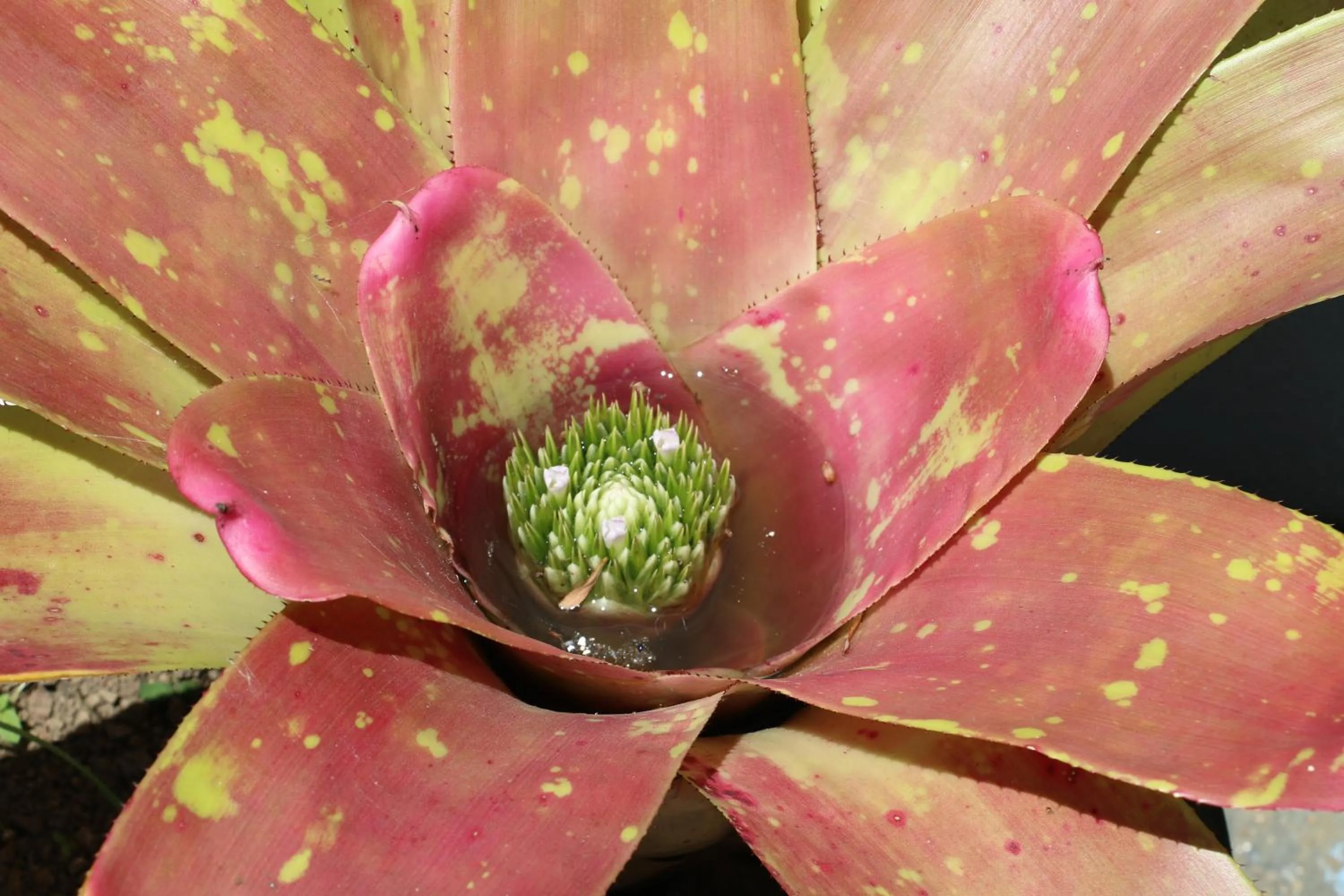 Garden in Apartamentos Turisticos Verdemar