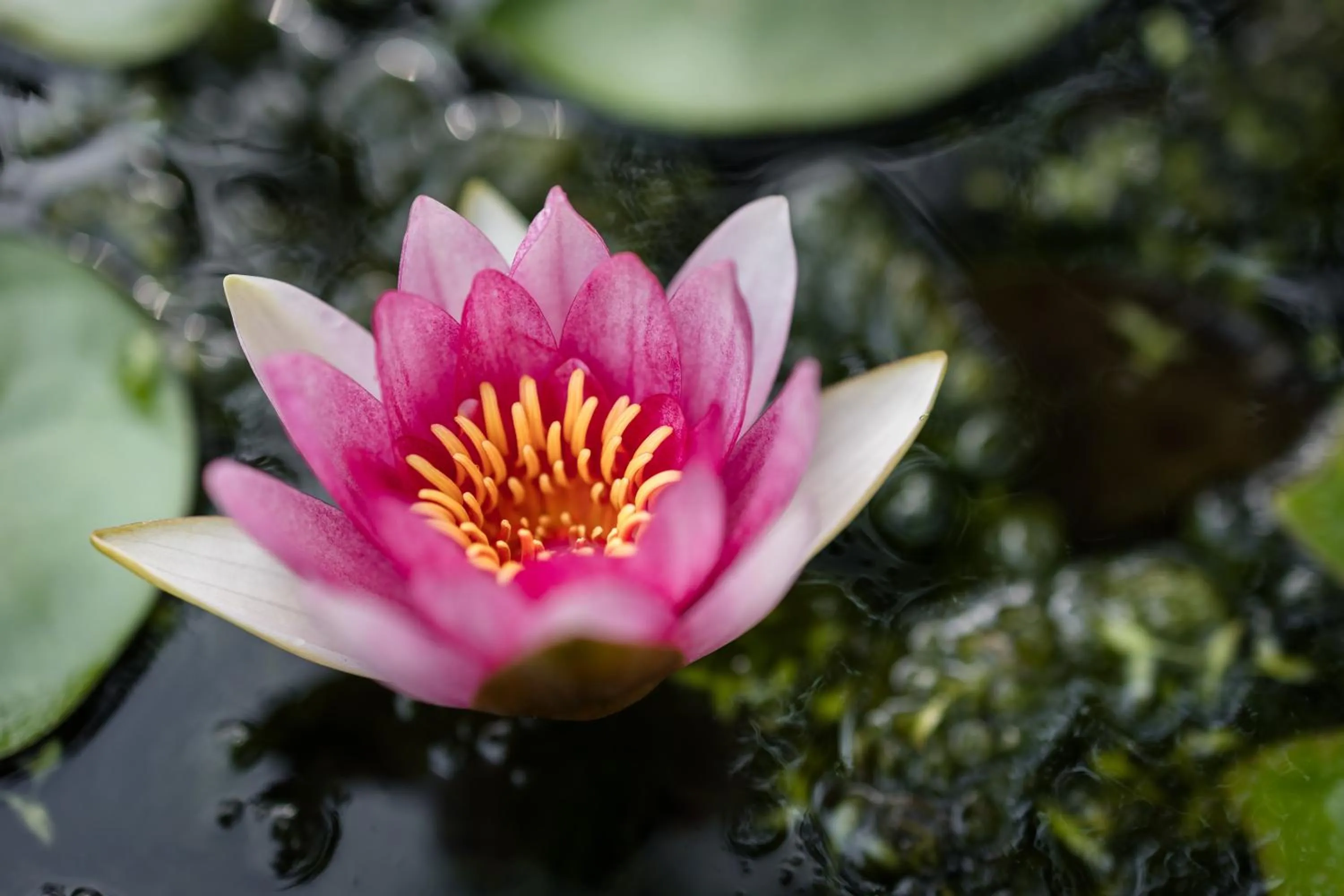 Spring in B&B Corte del Mincio