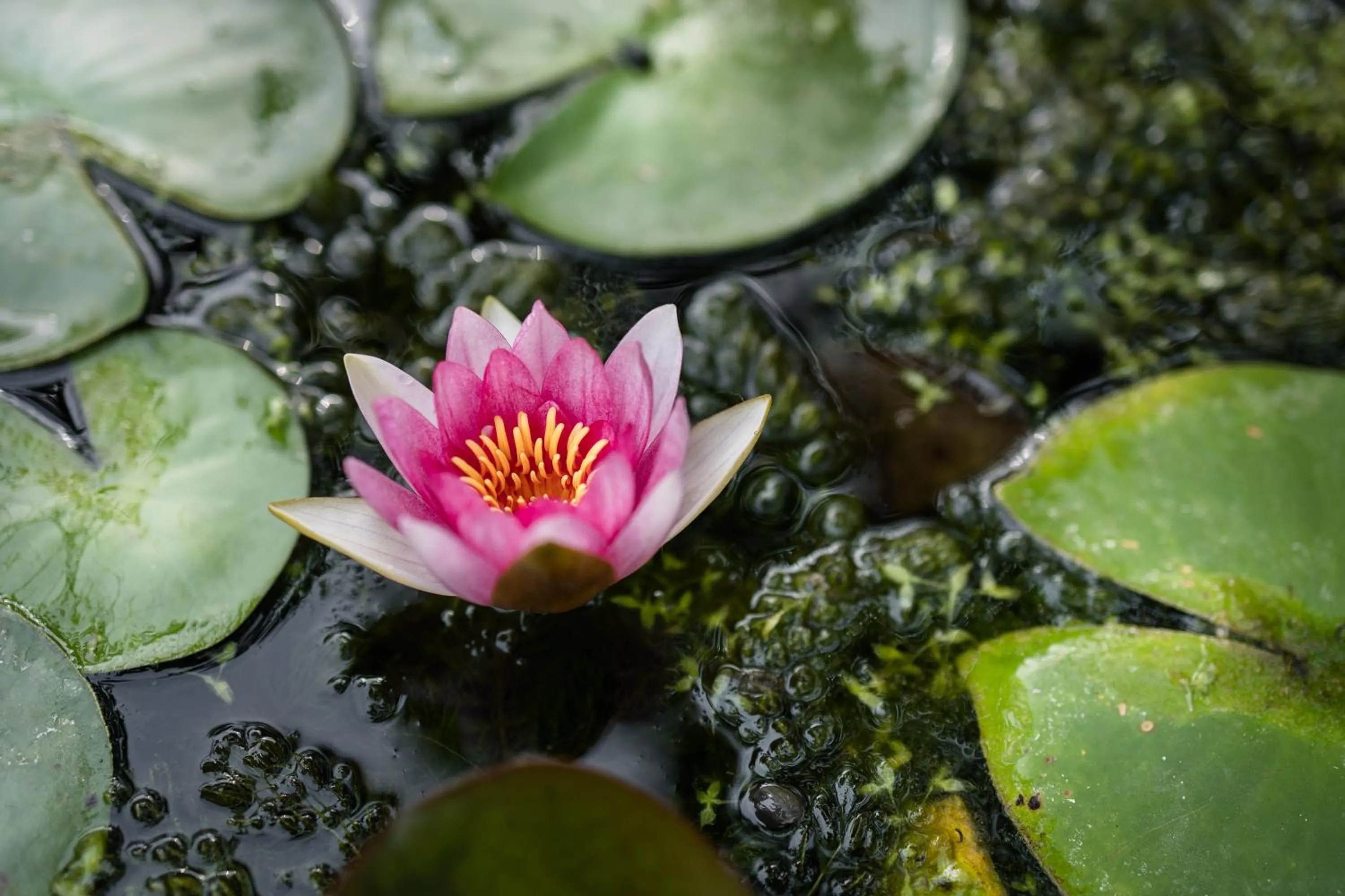 Spring in B&B Corte del Mincio