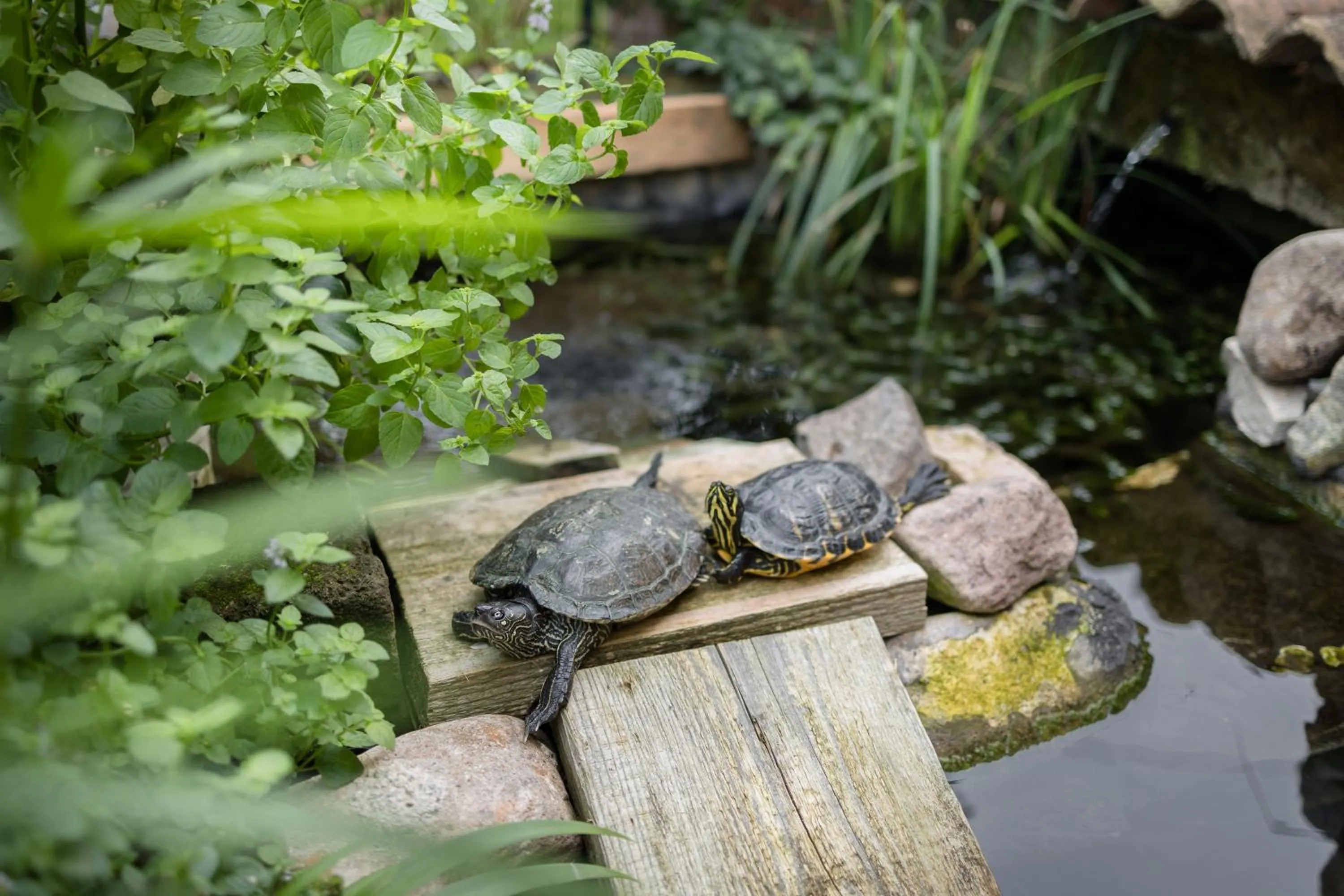 Natural landscape in B&B Corte del Mincio