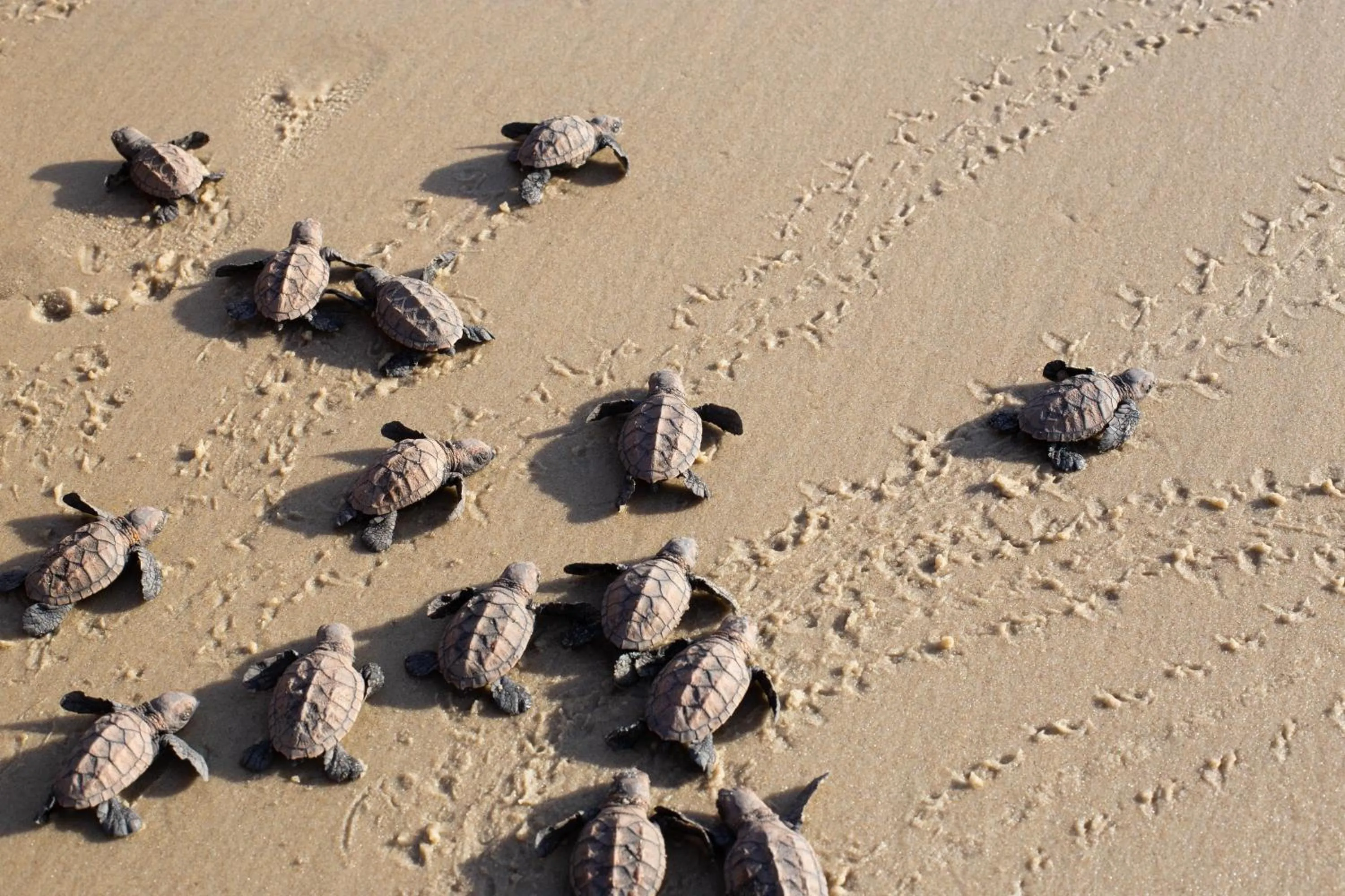 Beach in Kilombo Villas & Spa