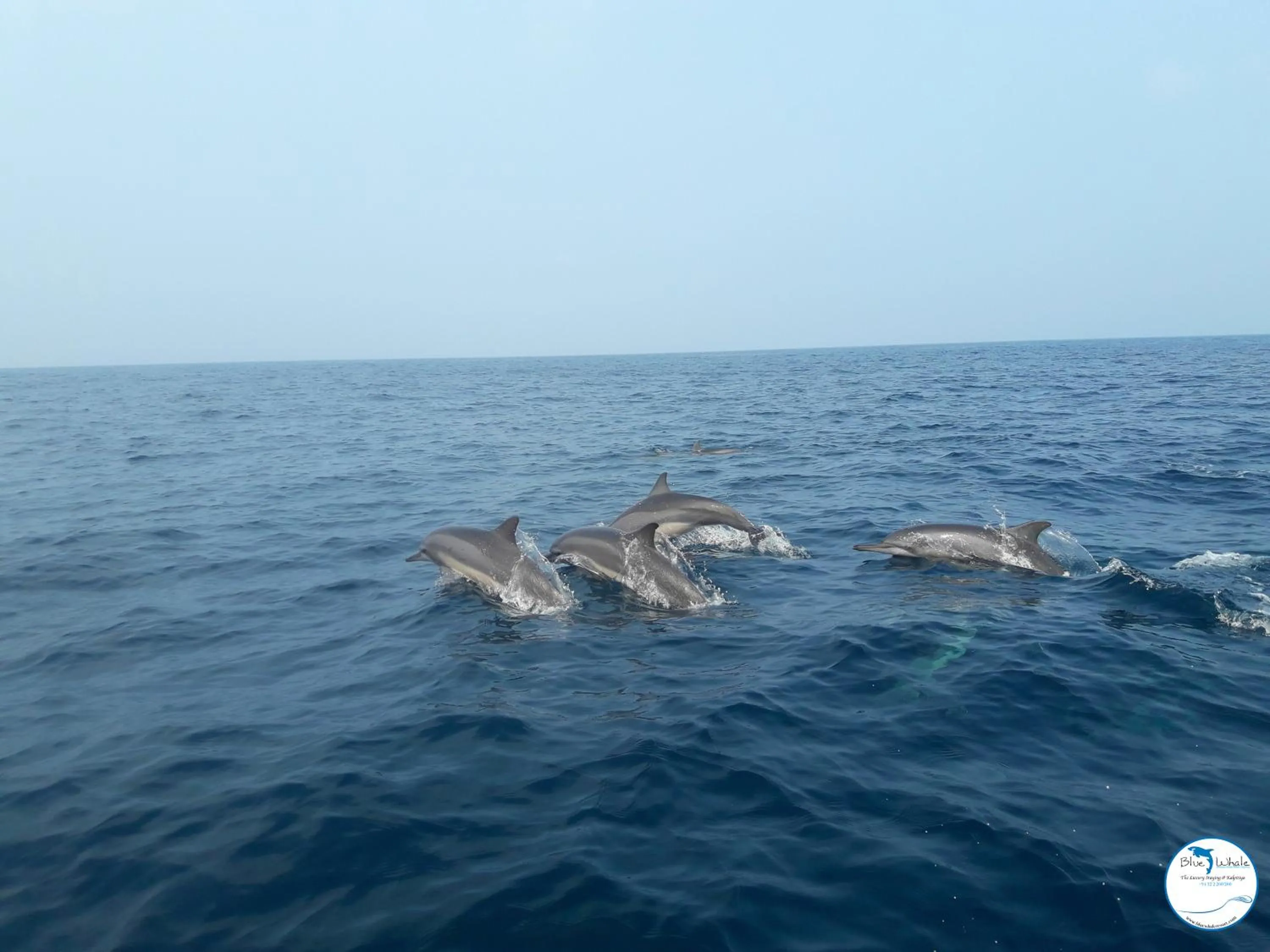 Blue Whale Resort & Kite Surfing