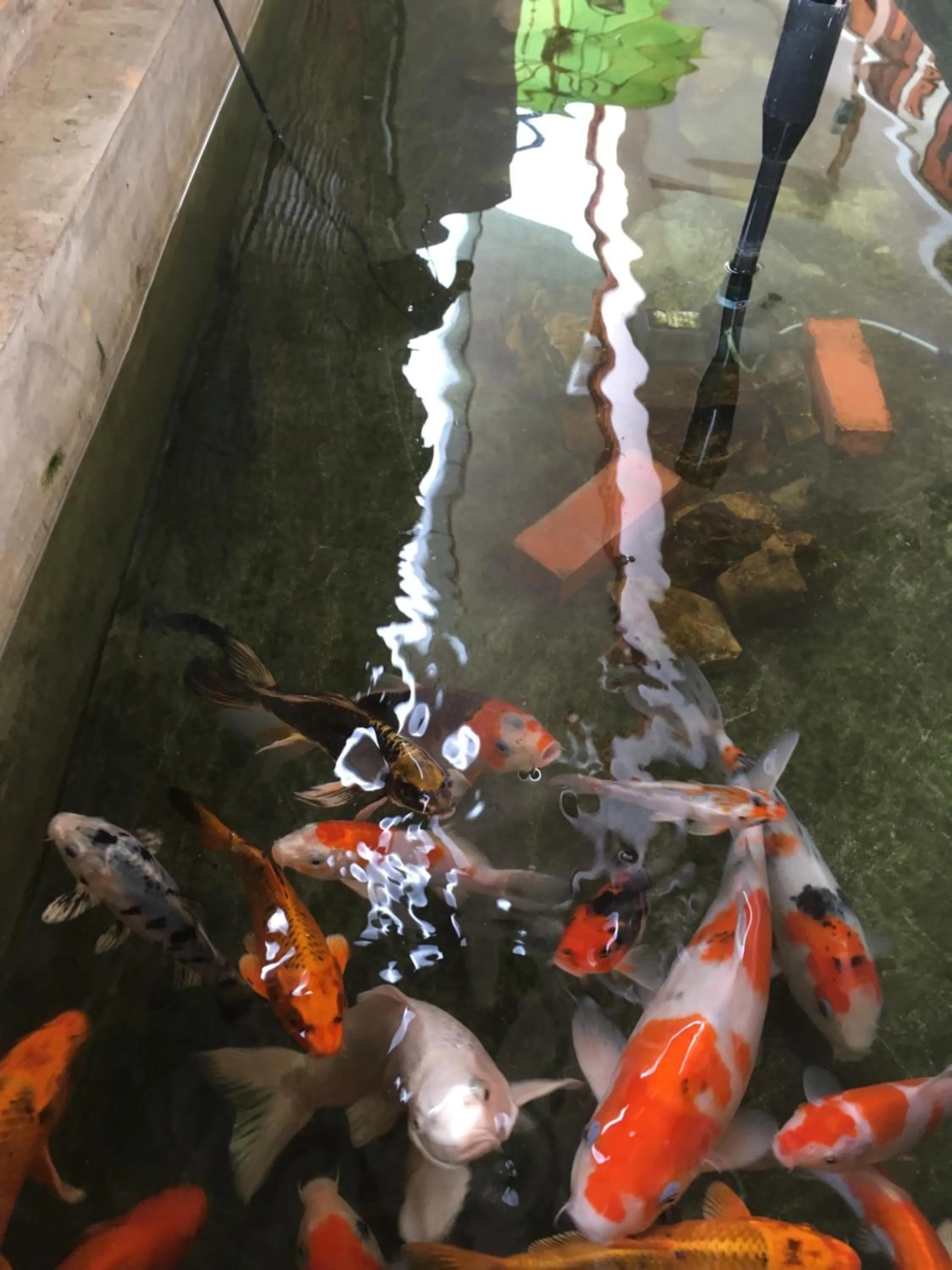Garden view in Siam Guesthouse