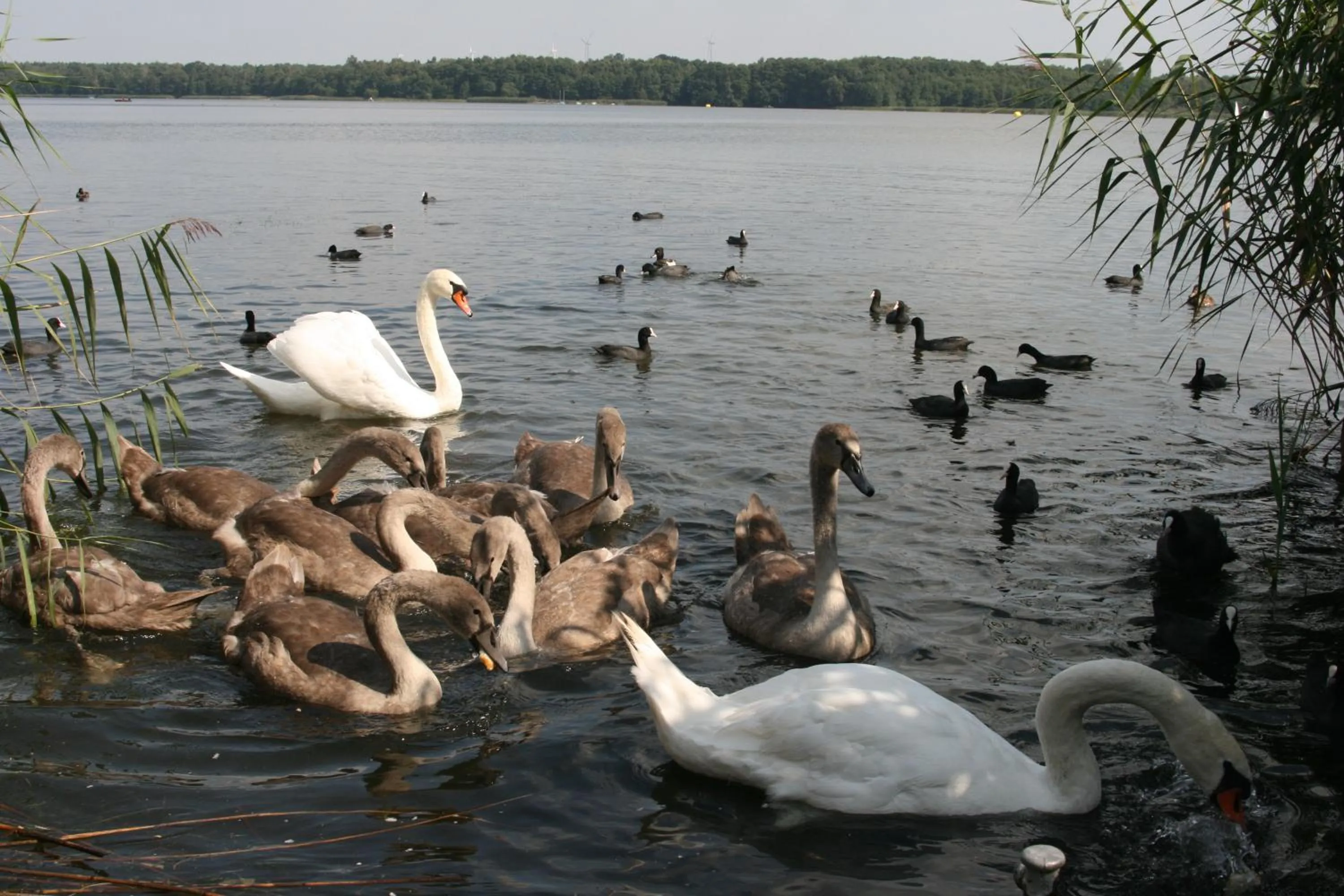 Animals in Hotel-Restaurant Alter Krug Kallinchen