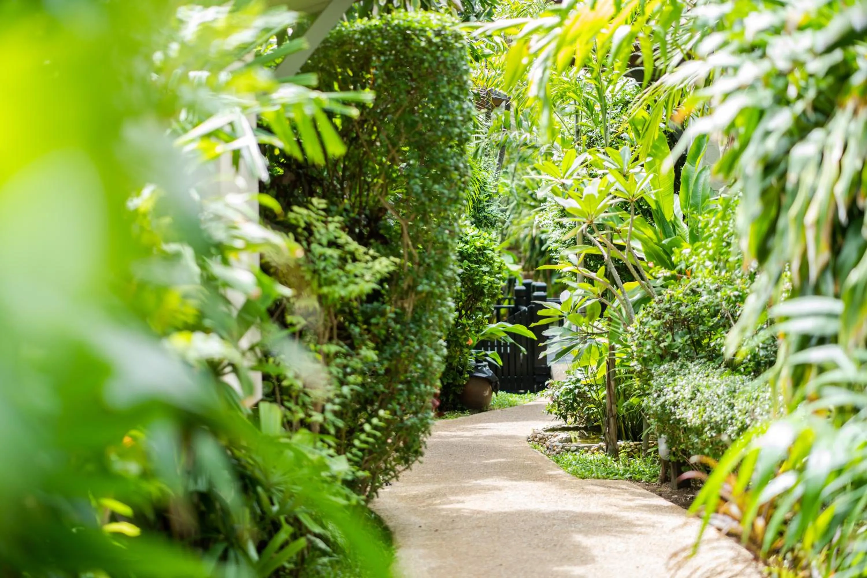 Garden in Rummana Boutique Resort - SHA Plus