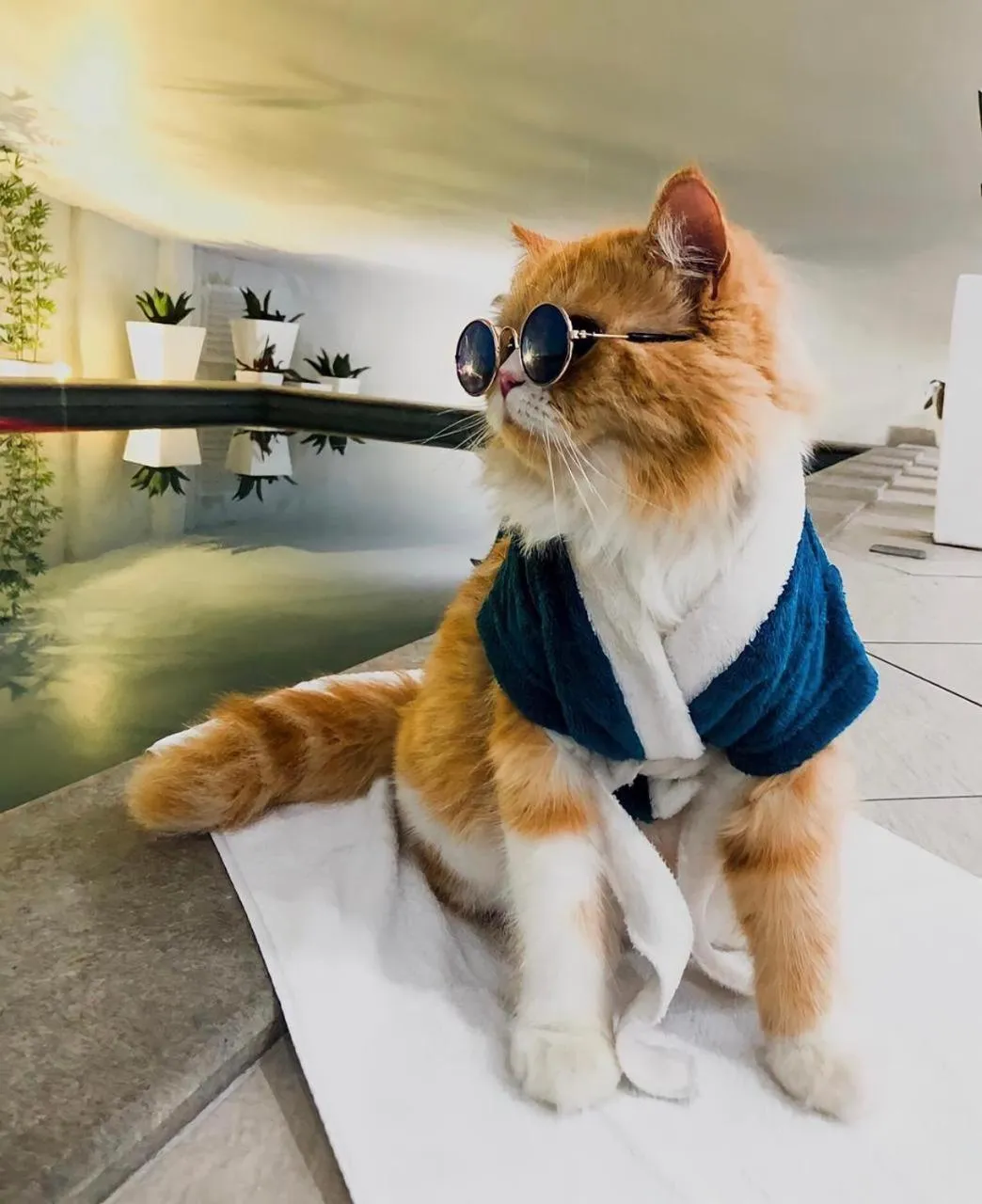 Animals in Hotel Marimar The Place