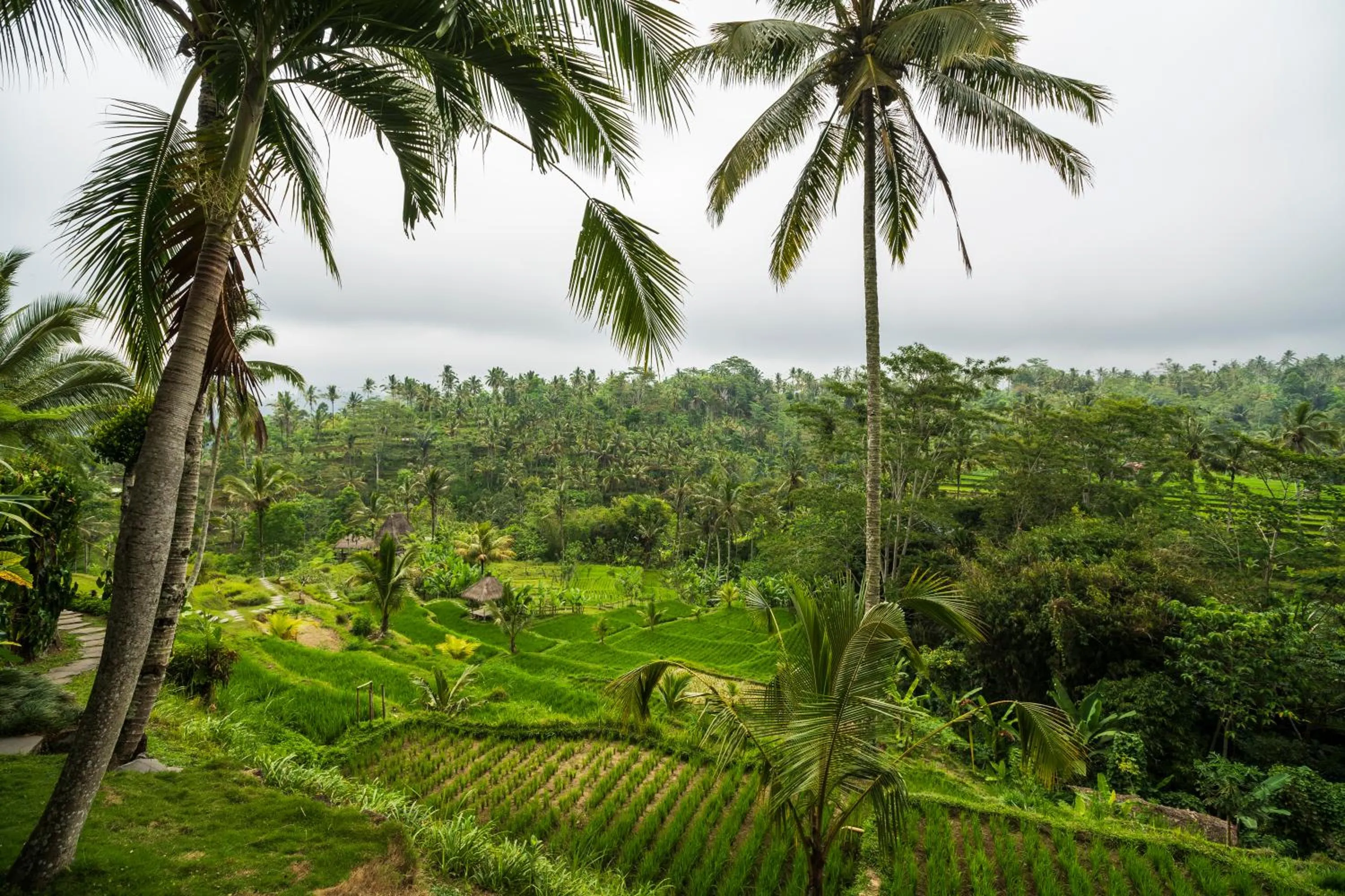 Natural landscape in Adiwana Dara Ayu Villas