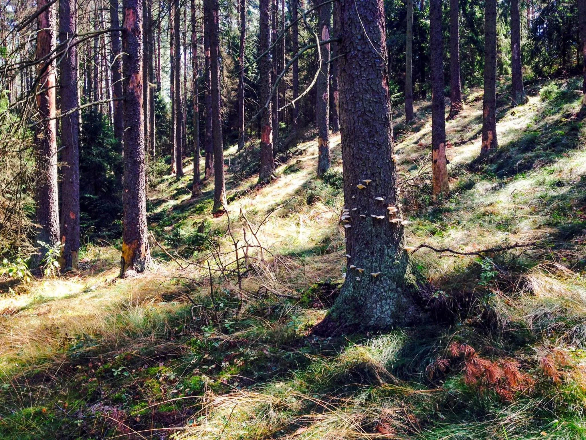 Off site in Przystanek Tleń