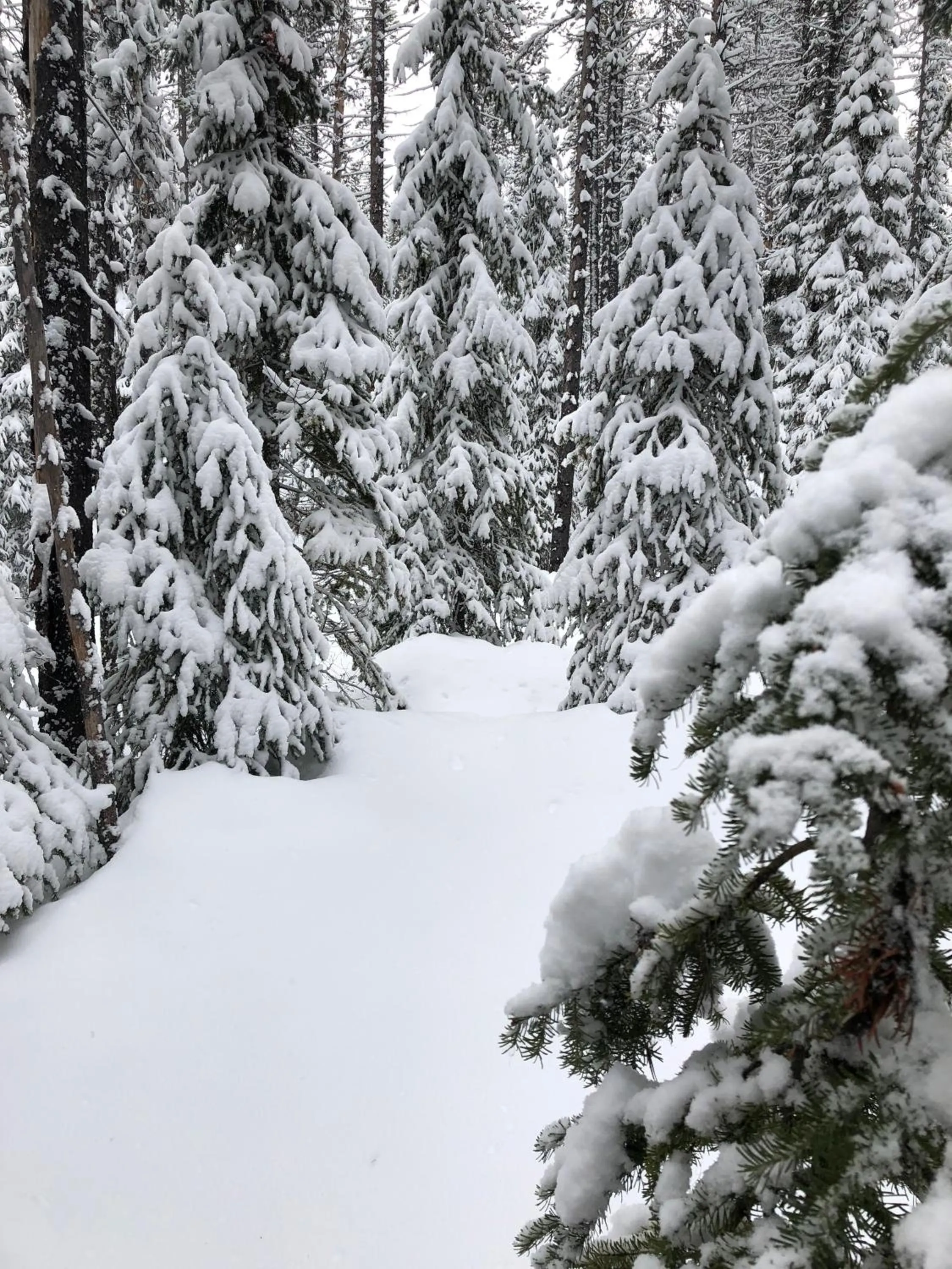 Natural landscape in The Lodge at Lolo Hot Springs