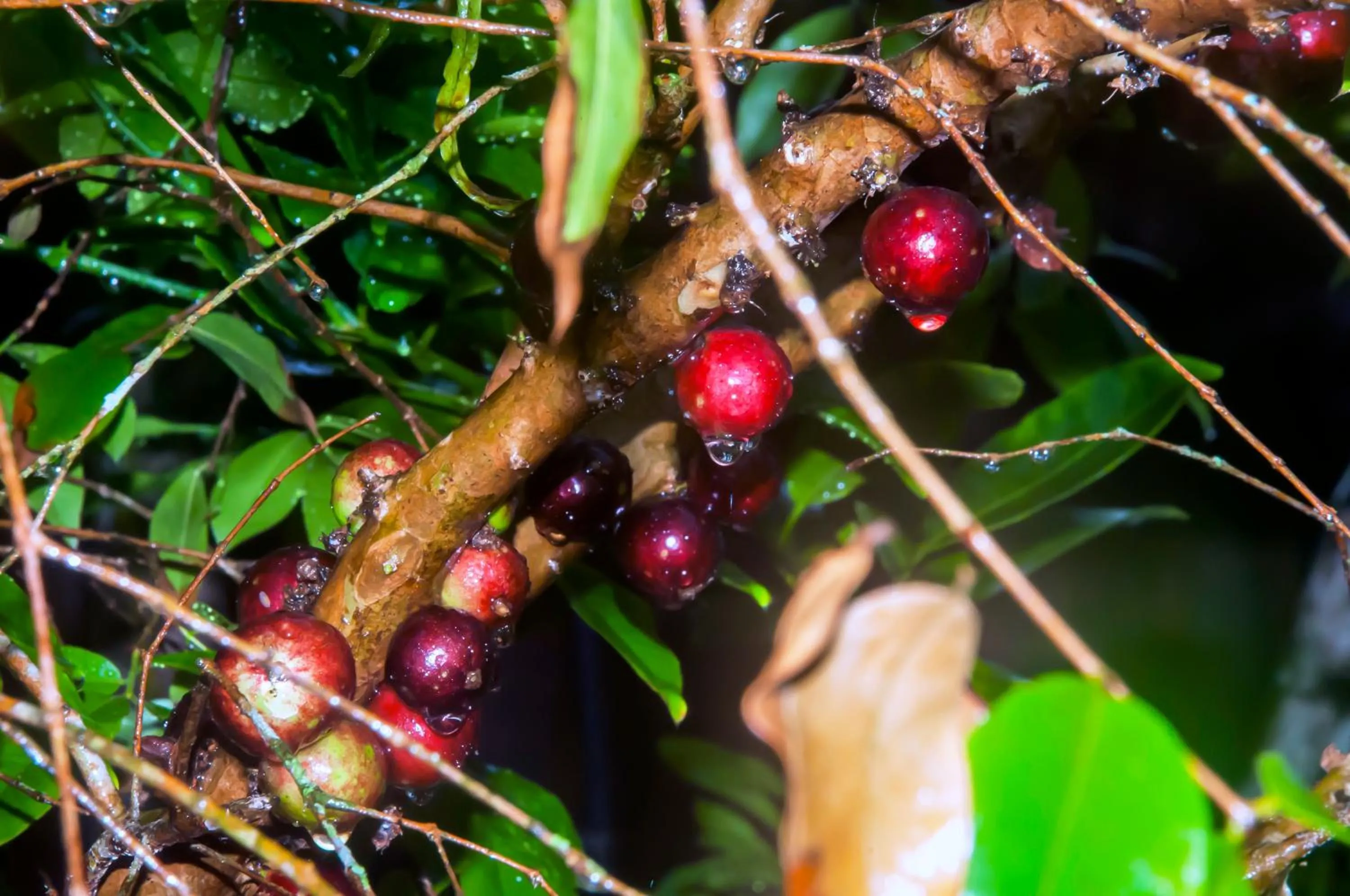 Garden in Pousada Marimar