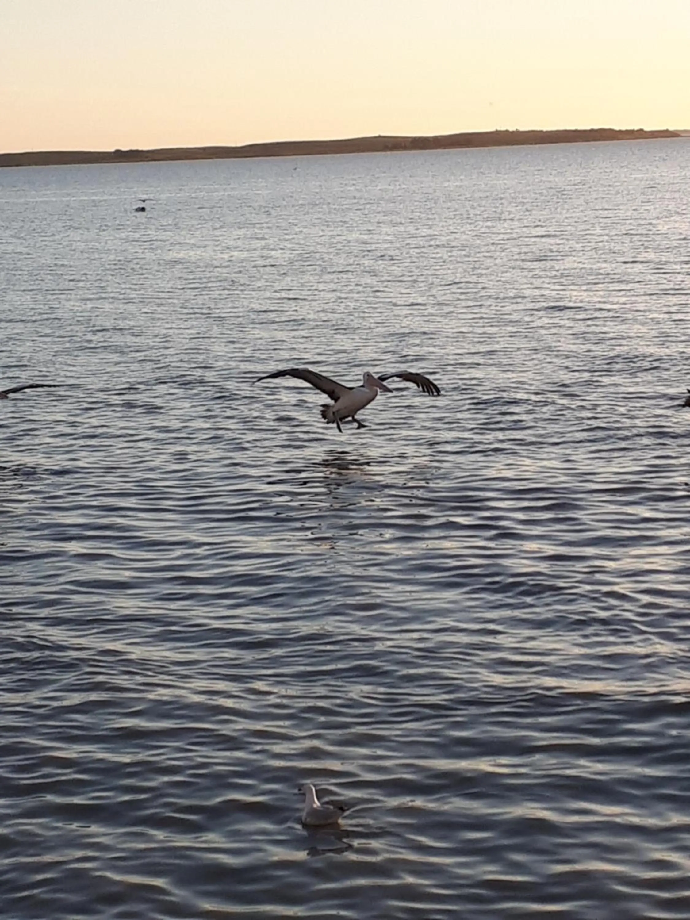 Natural landscape in Meningie Waterfront Motel