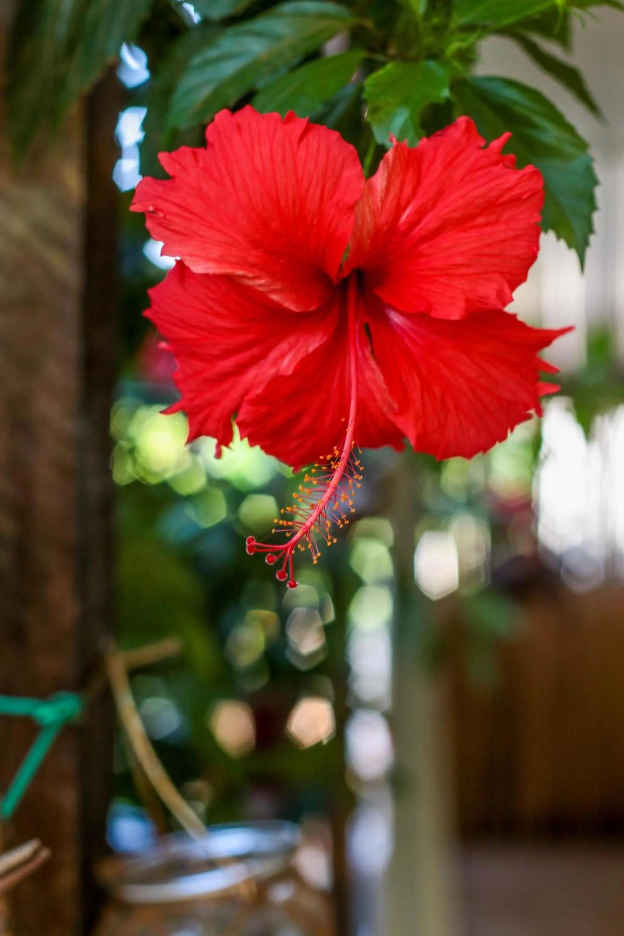 Garden in Pousada Leão Marinho