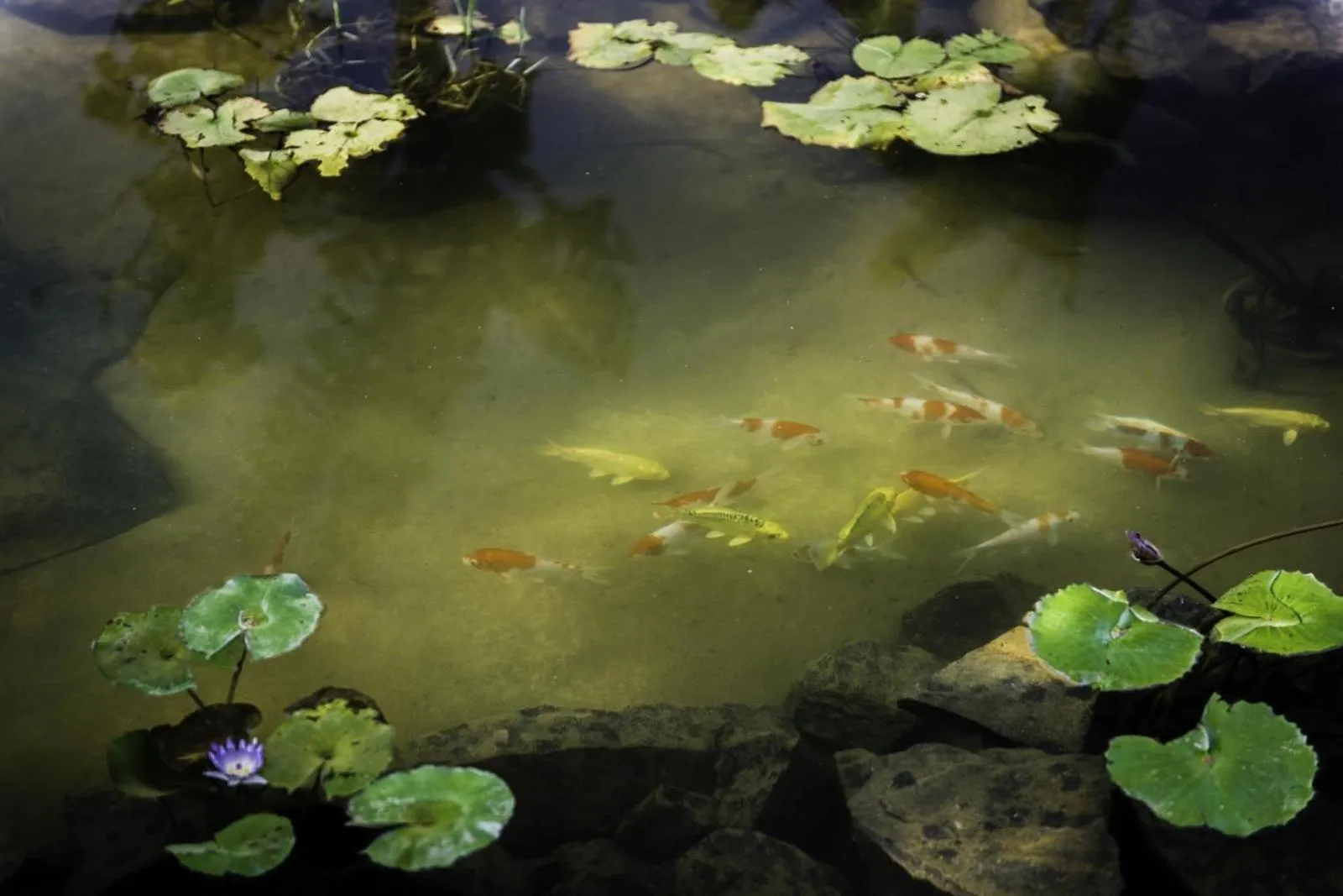 Garden in D Canal House