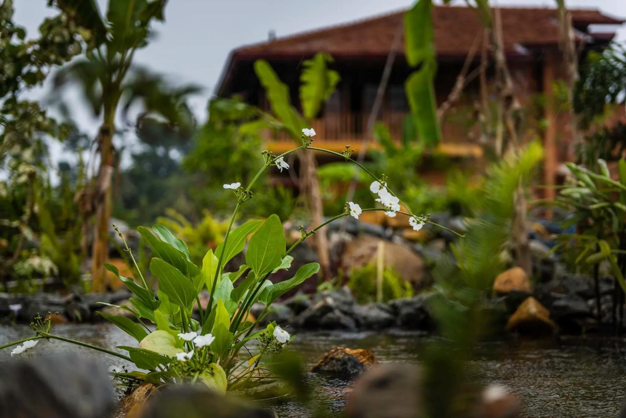 Garden in D Canal House