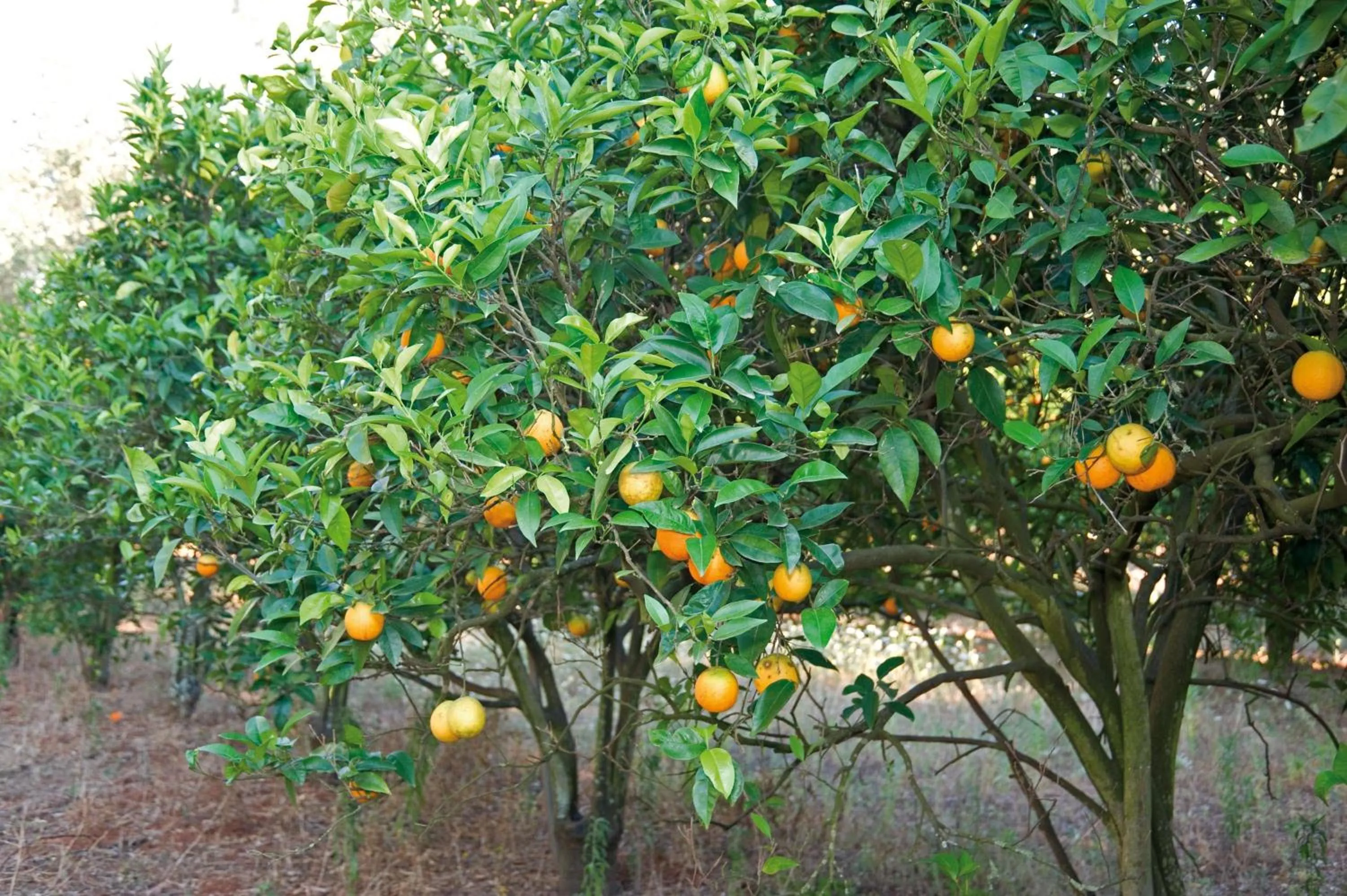 Garden in Tenuta Badessa