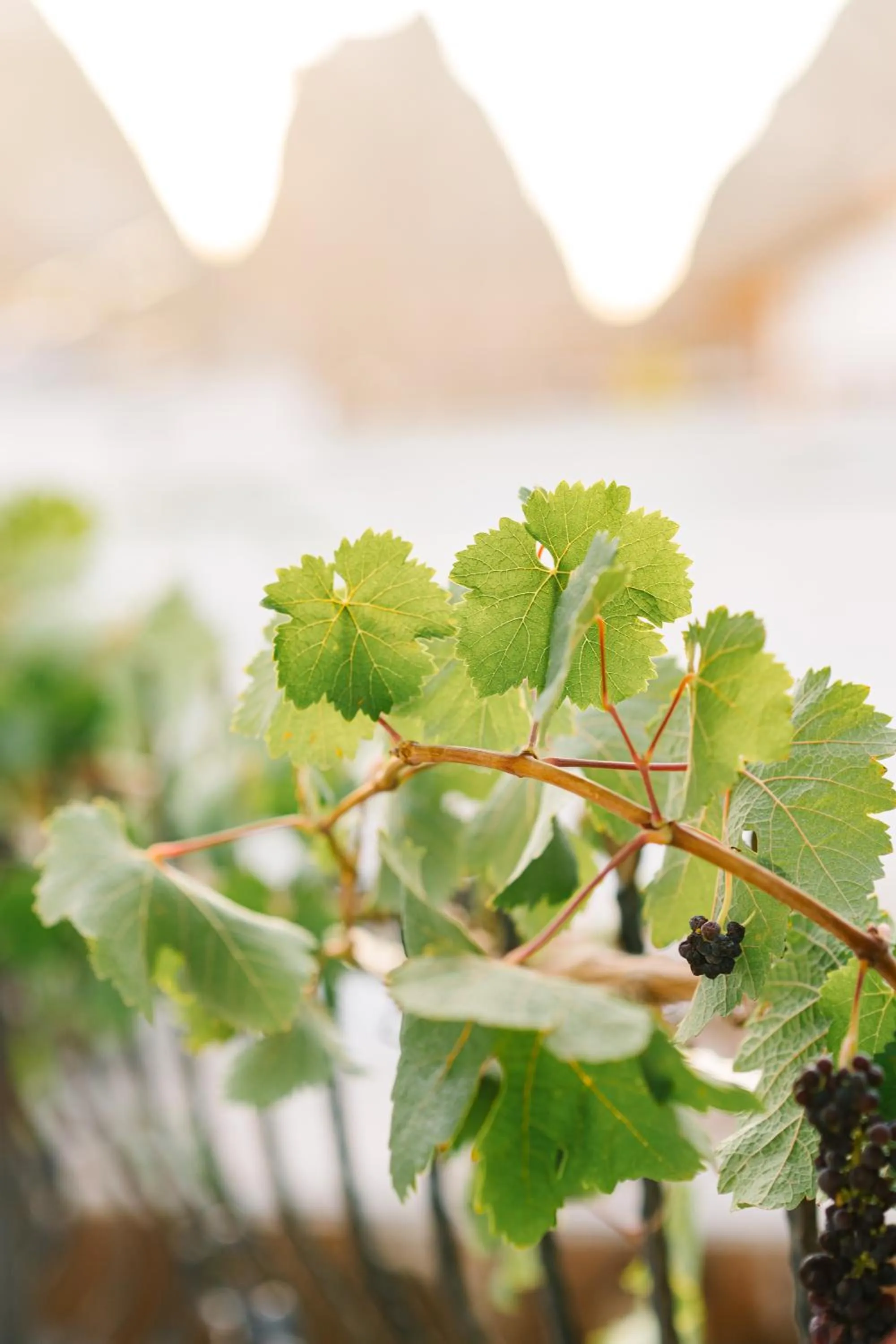 Natural landscape in Paradise Cappadocia Hotel