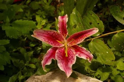 Spring in Albergo Ristorante Guidi