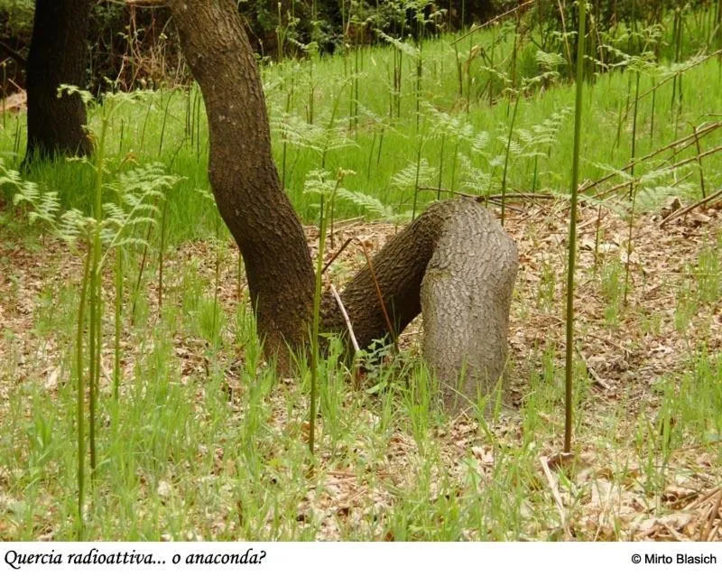 Other in Albergo Ristorante Guidi
