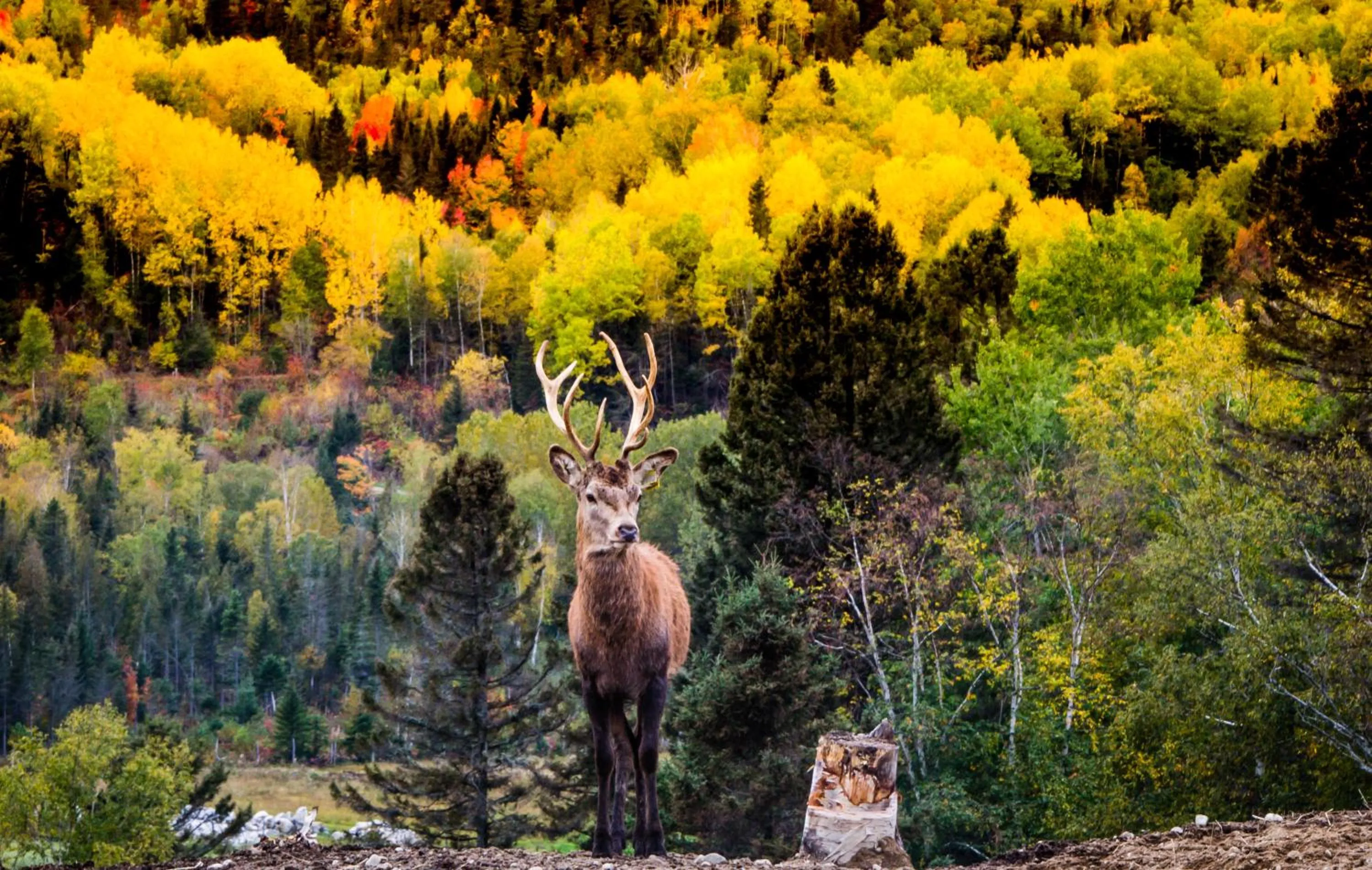 Centre de Vacances 5 Étoiles Family Resort