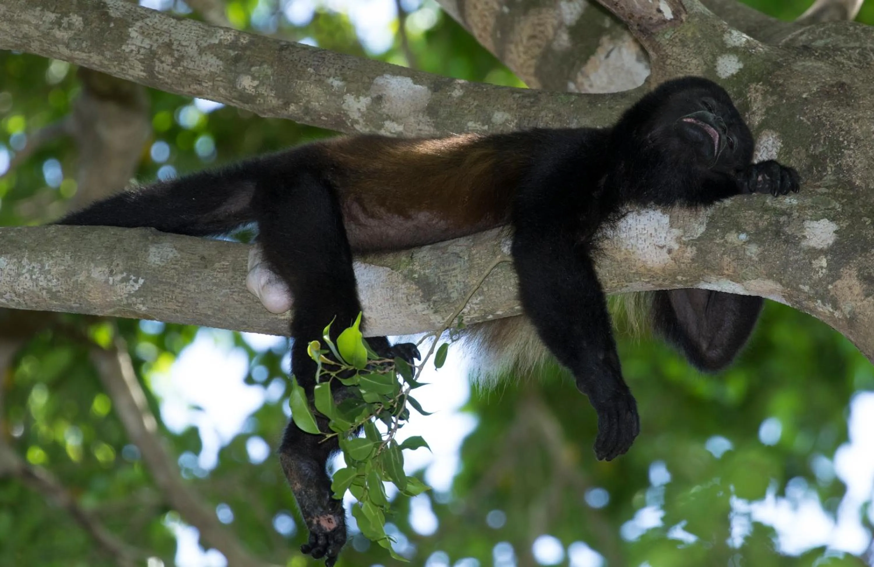 Animals in Golden Pineapple Villas-Adults Only