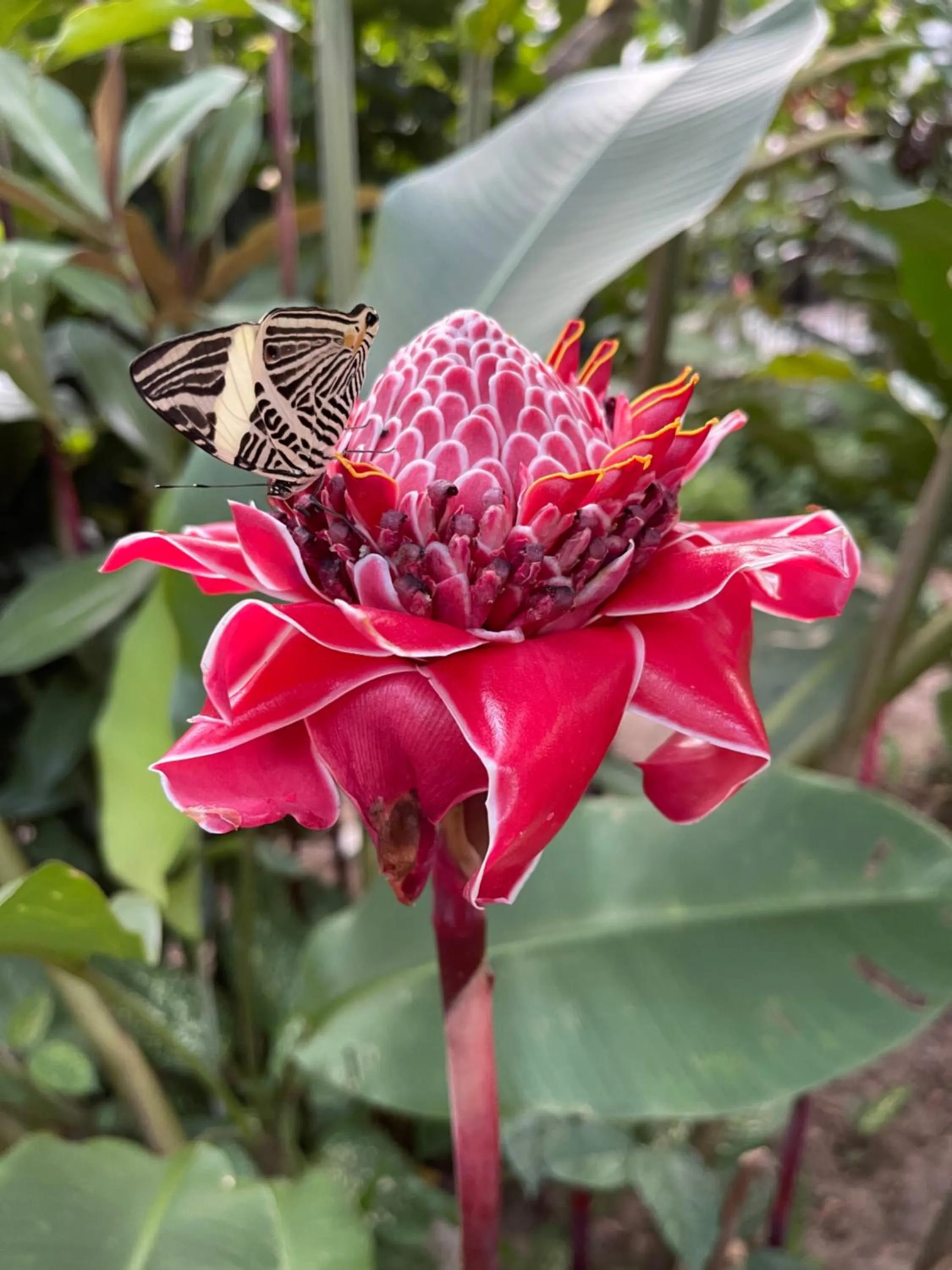 Garden in Pousada Horizonte Azul