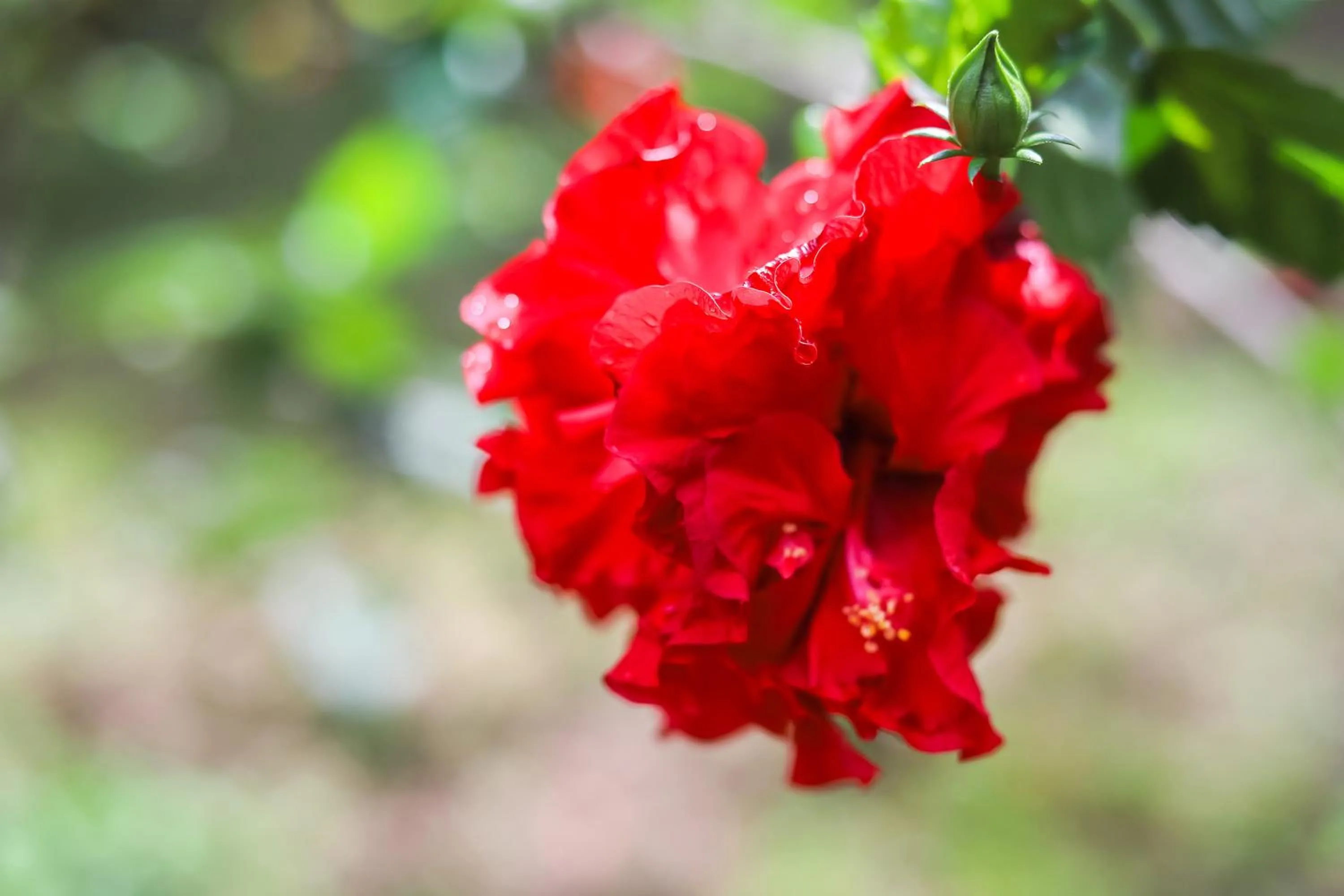 Garden in Pousada Horizonte Azul