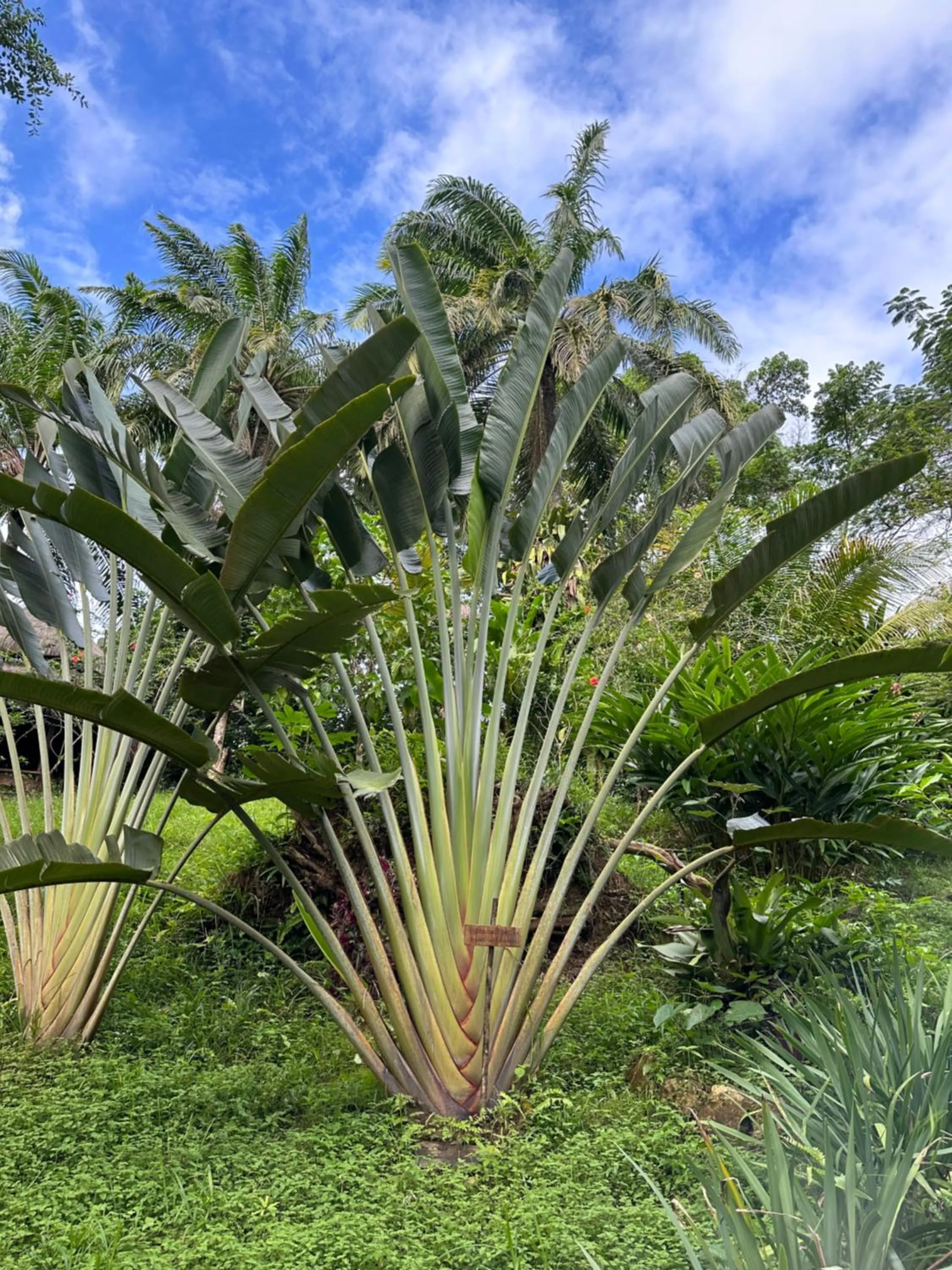 Garden in Pousada Horizonte Azul