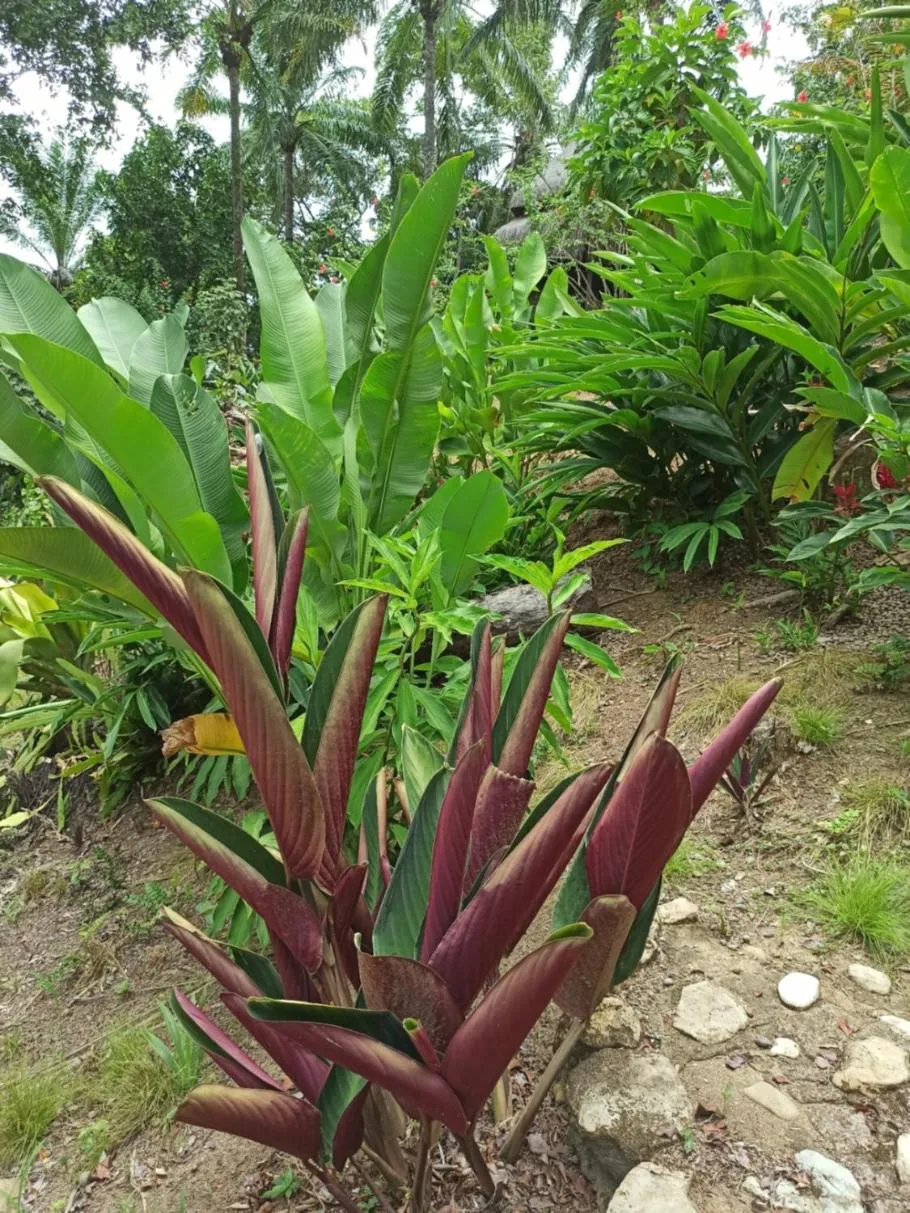 Garden in Pousada Horizonte Azul