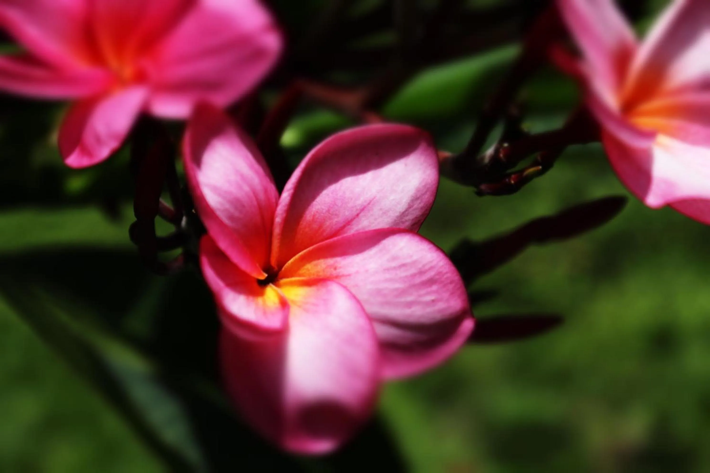 Garden in Pousada Horizonte Azul