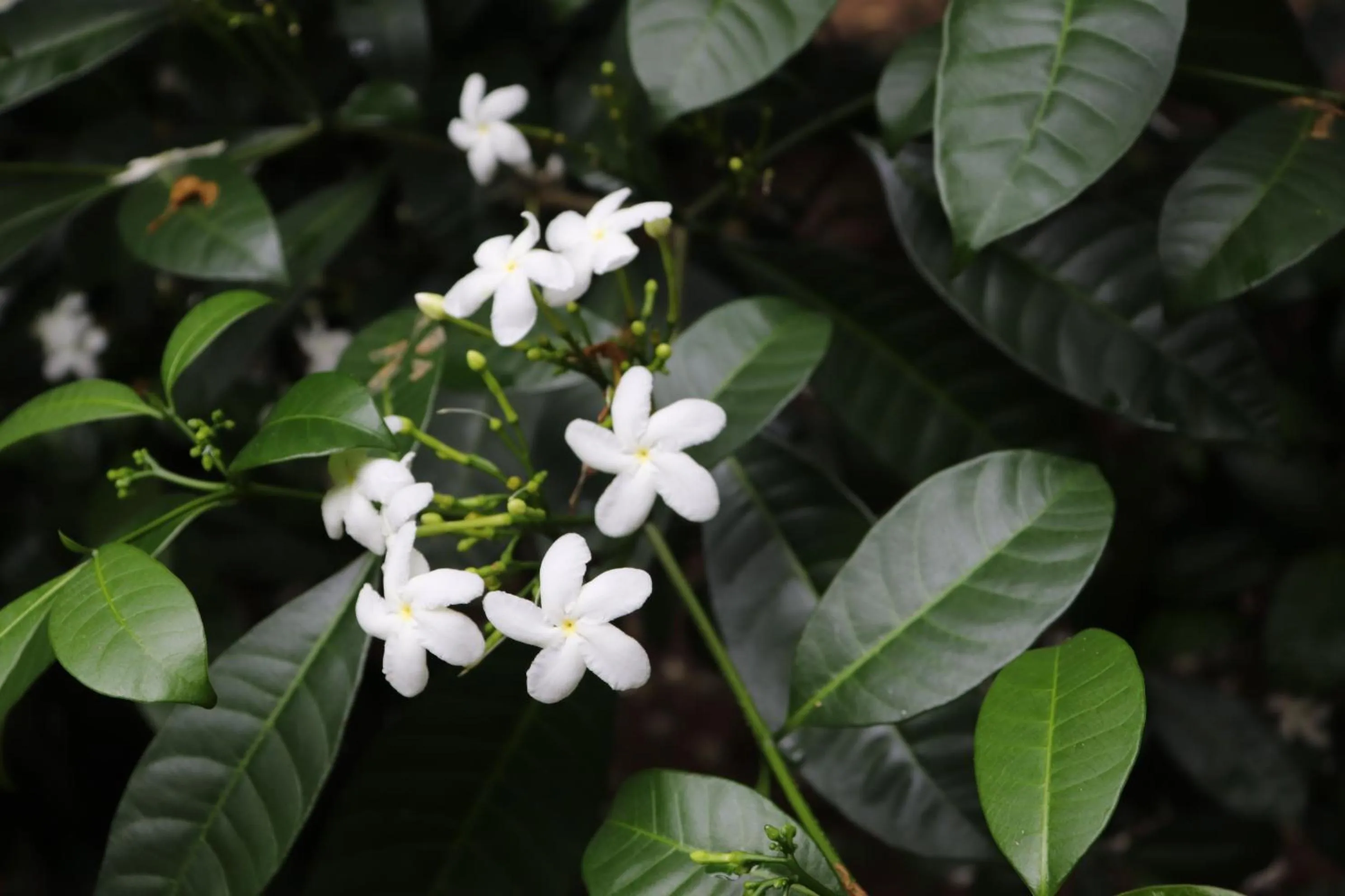 Natural landscape in Pousada Horizonte Azul