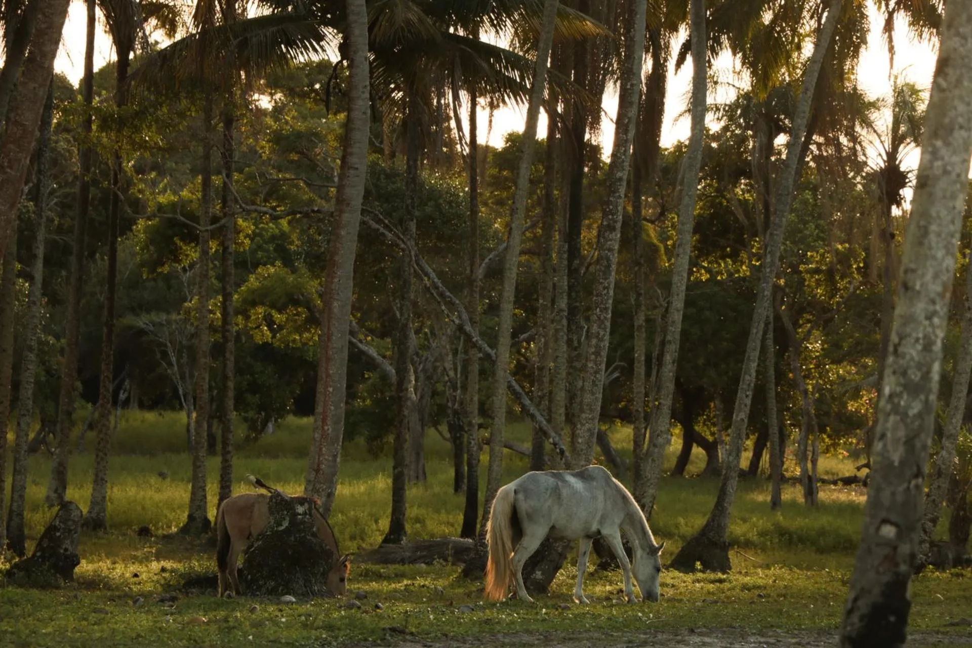 Animals in Pousada Horizonte Azul
