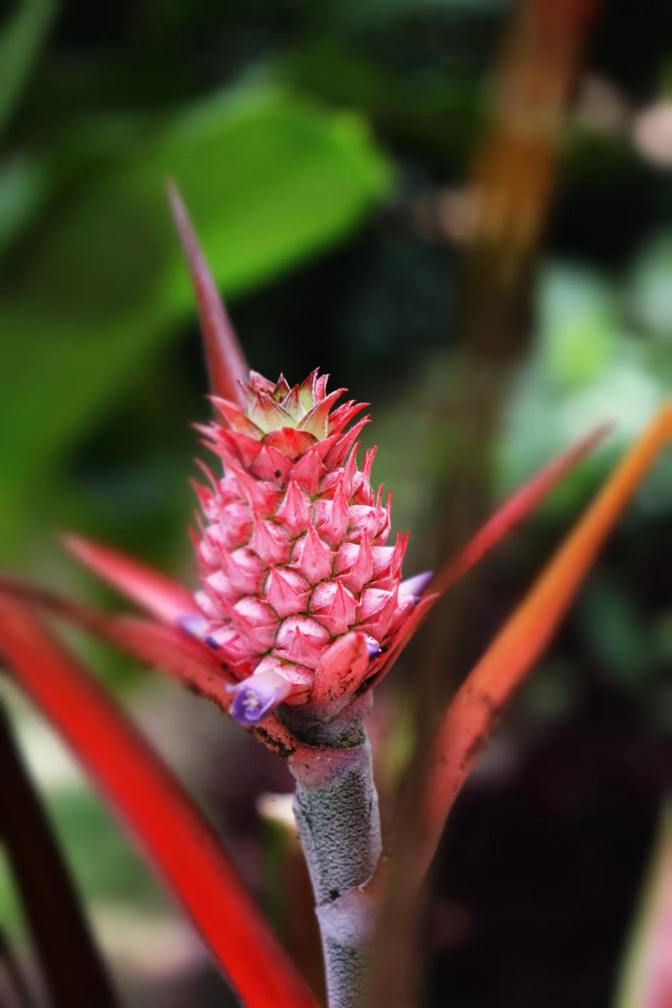 Garden in Pousada Horizonte Azul