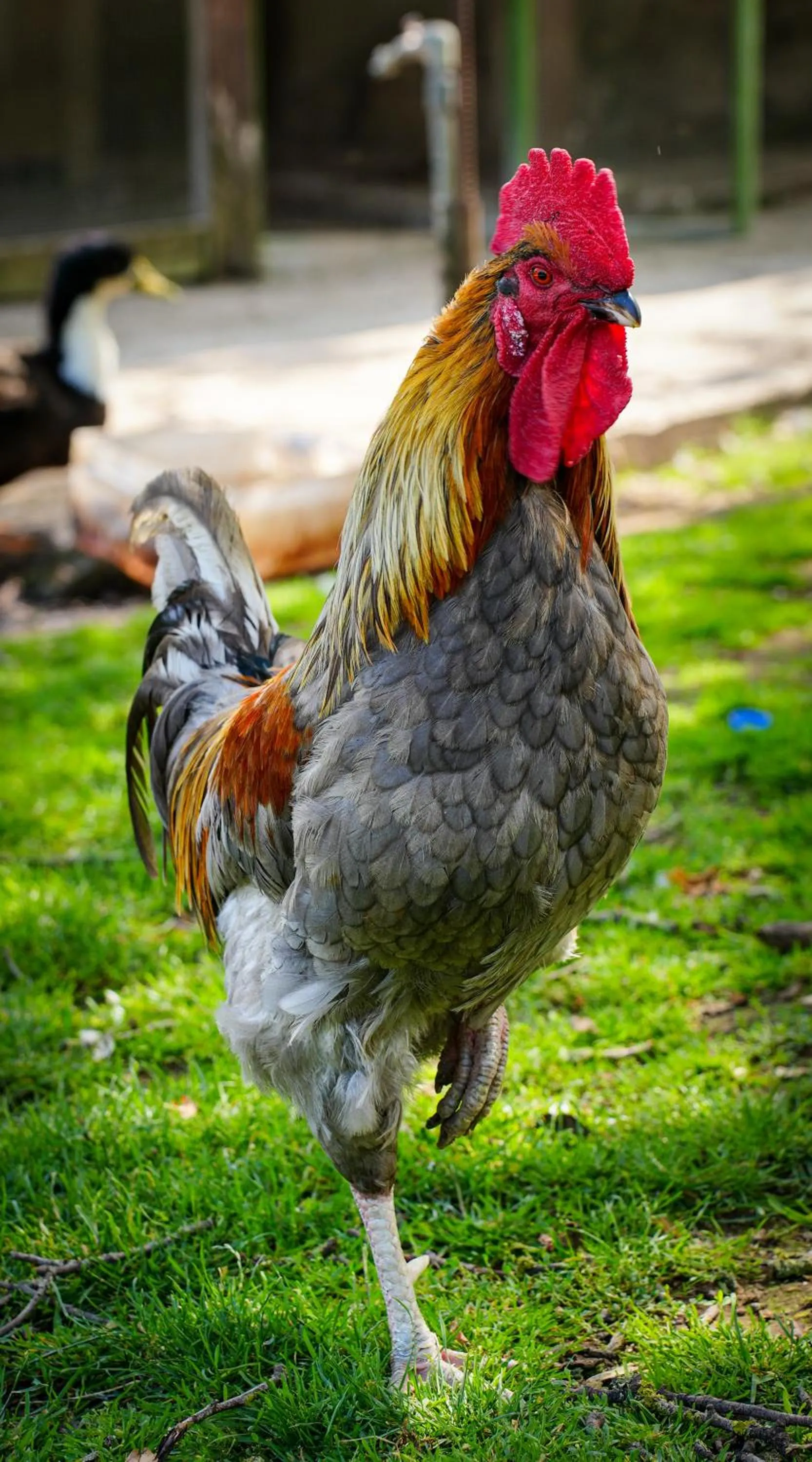 Animals in Gazelle Resort & Spa