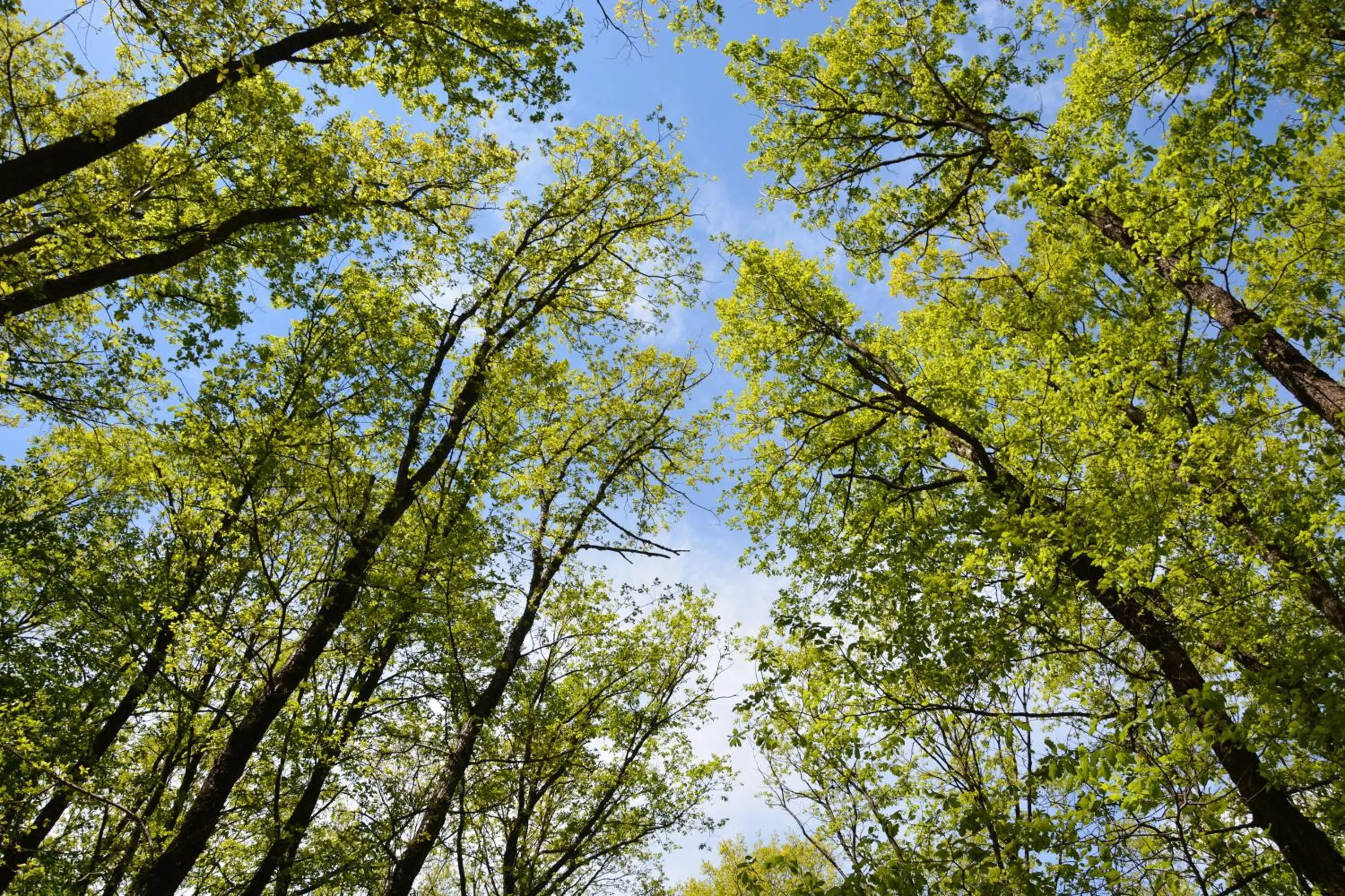 Natural landscape in Gazelle Resort & Spa