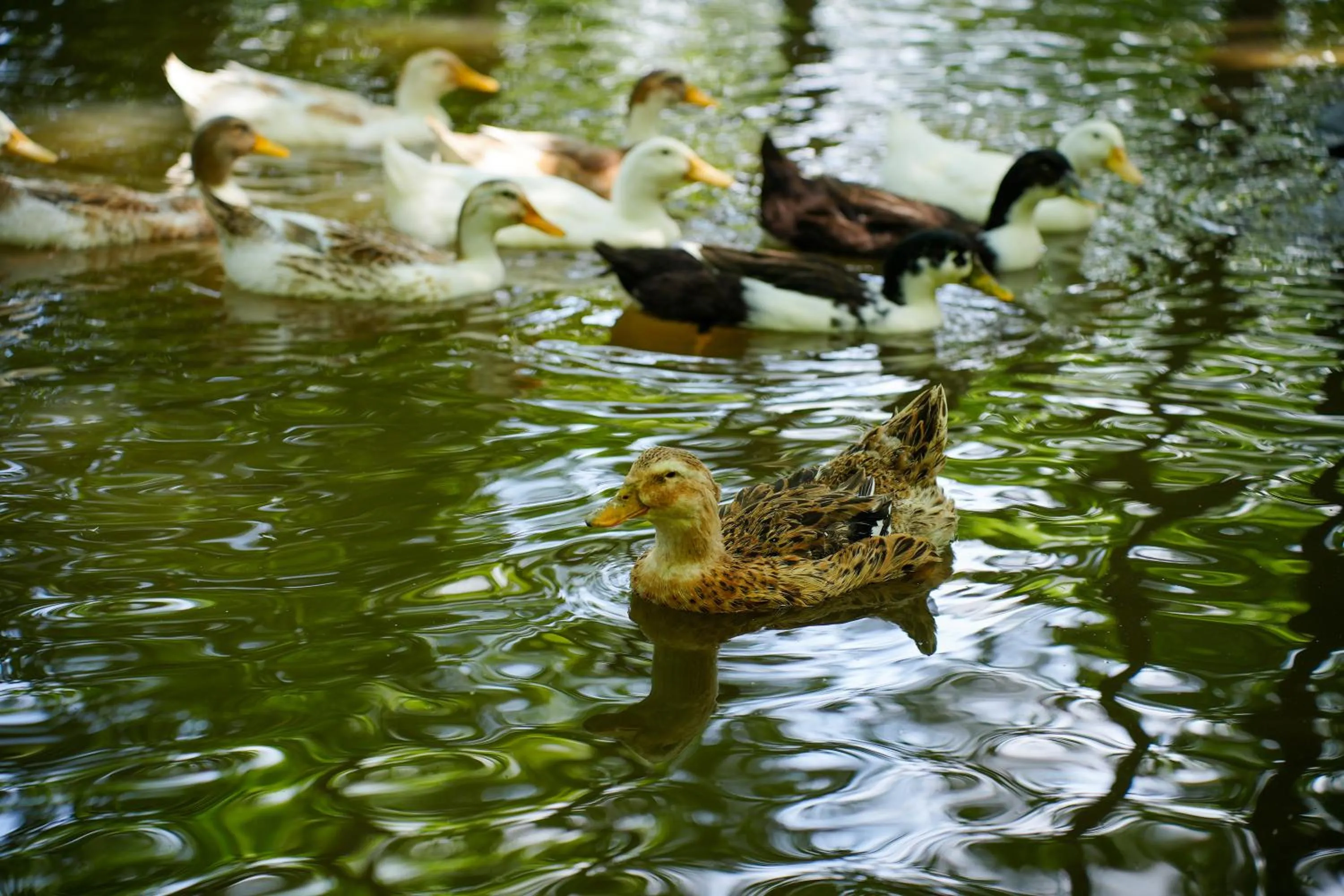 Animals in Gazelle Resort & Spa