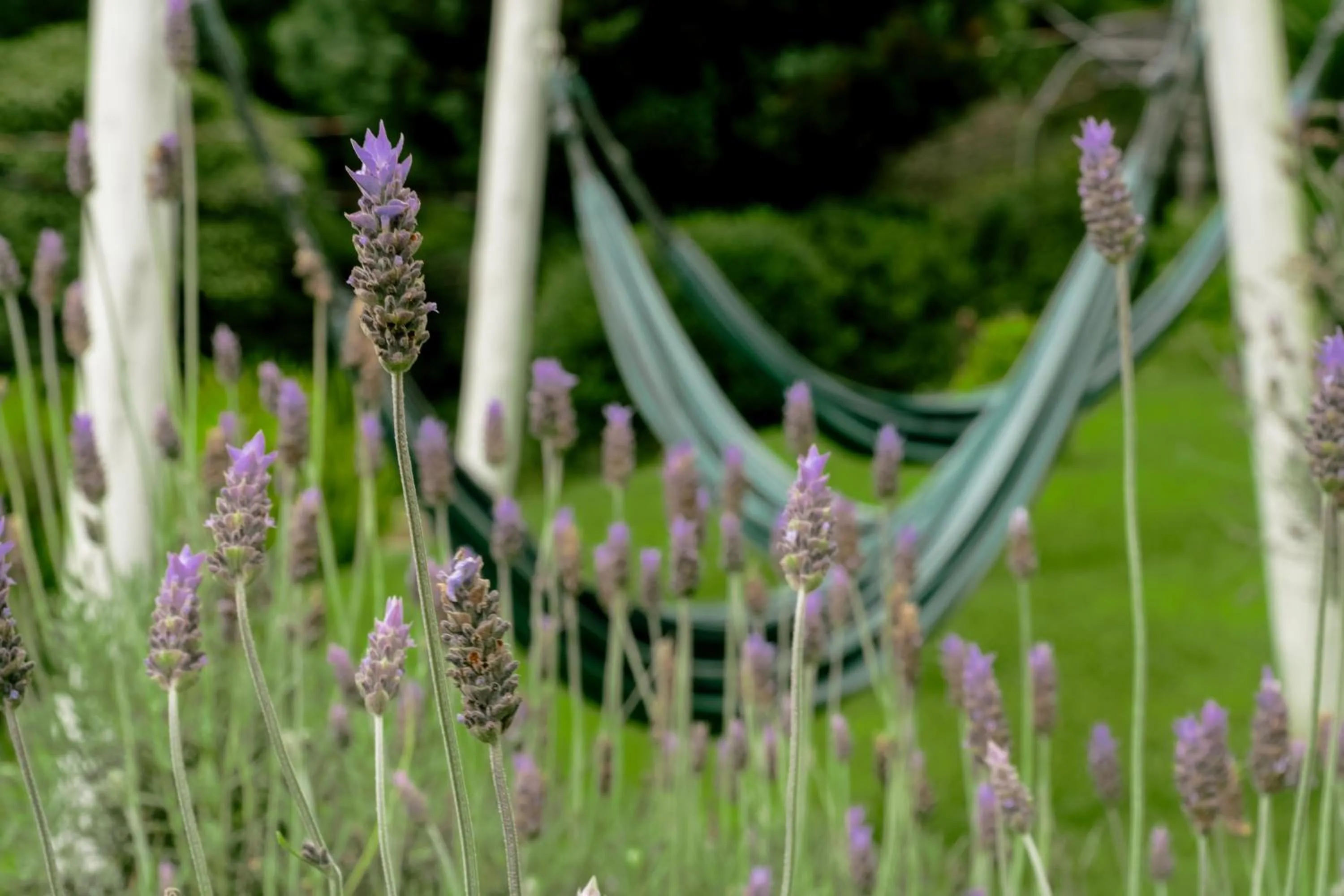 Garden in VELINN Pousada Casa de Campos Capivari House
