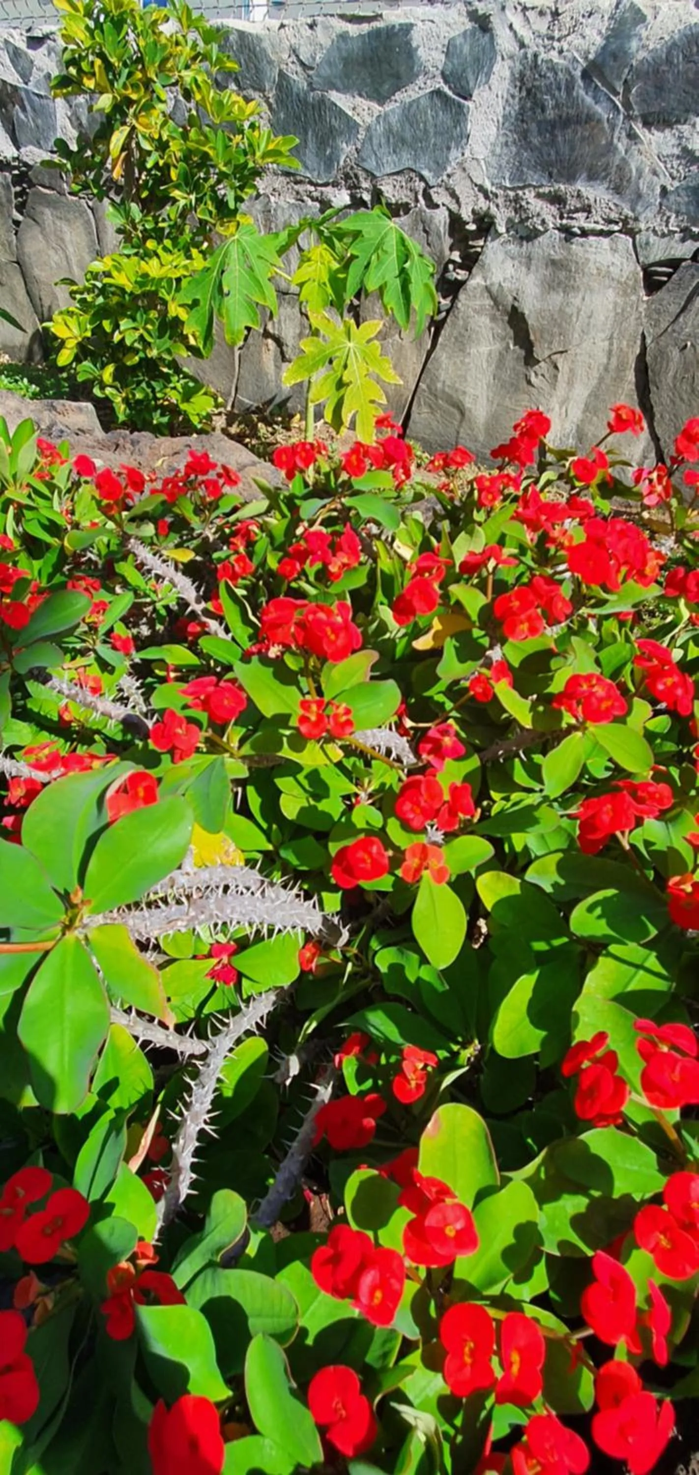 Garden in Apartamentos Casas Carmen - Adults Only